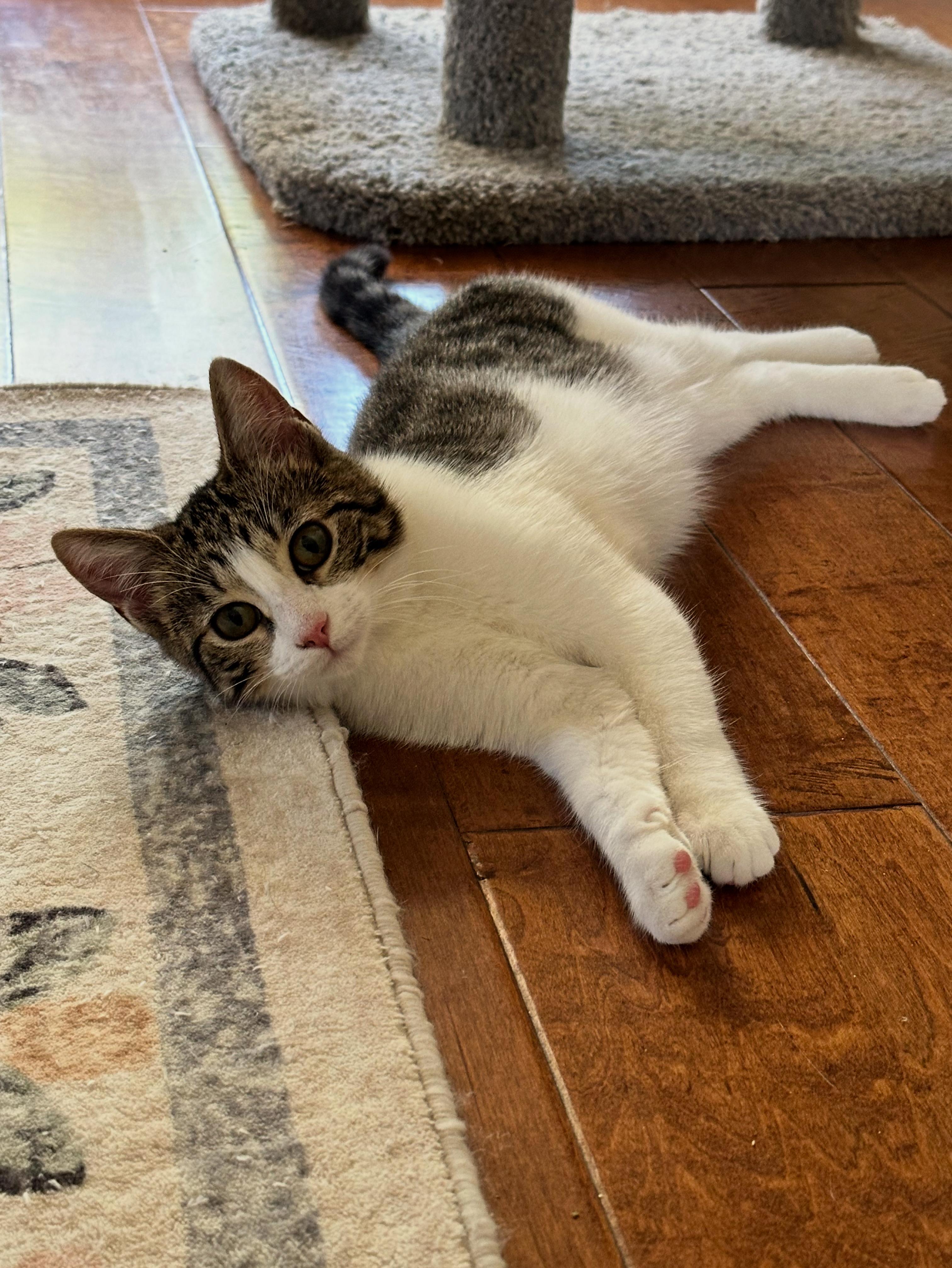 Enlarge Piper, a Adopted Domestic Short Hair in Visalia, CA image 1/3