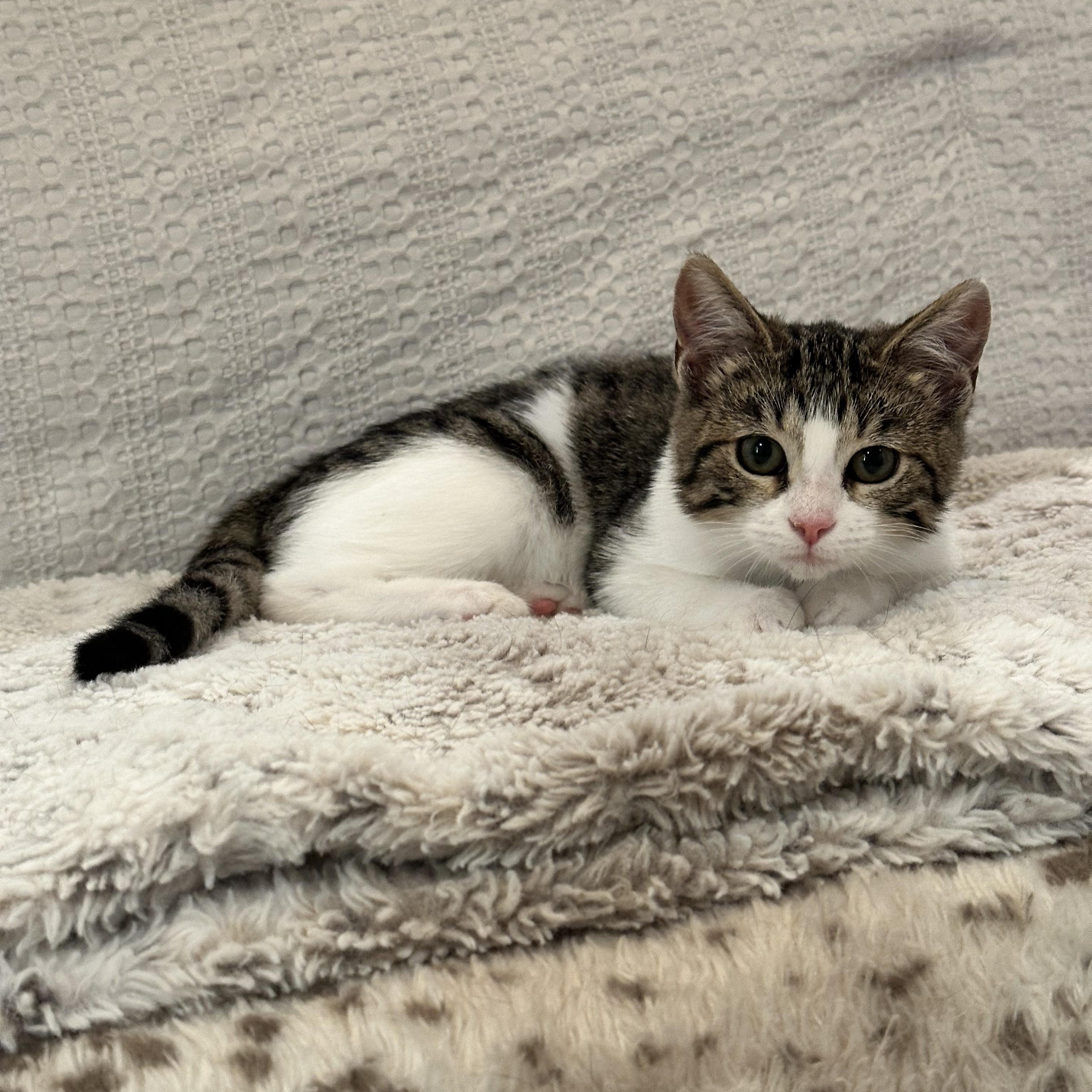 Piper, Adopted, Kitten Female Domestic Short Hair.