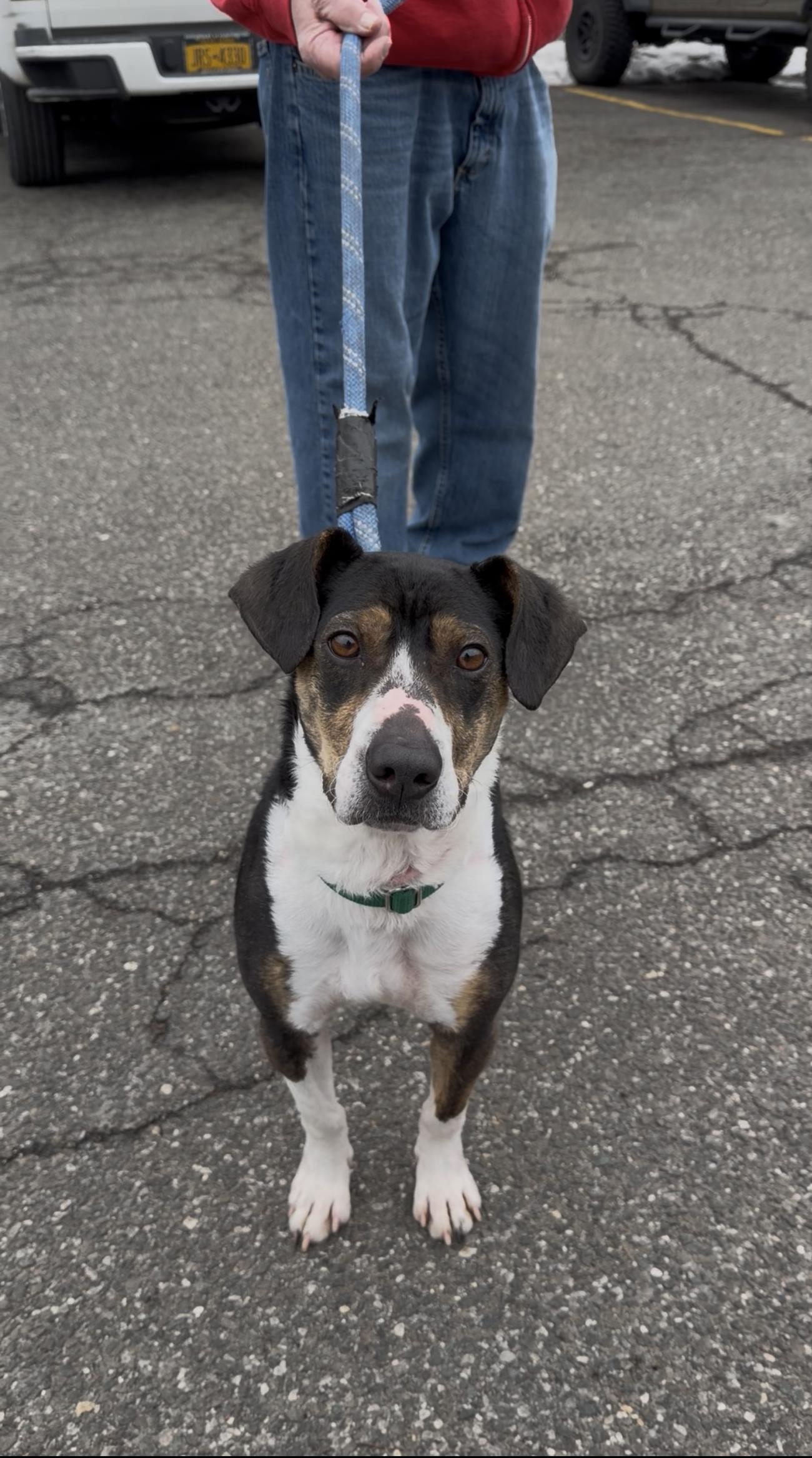 Jet, adopted, Adult Male Beagle.