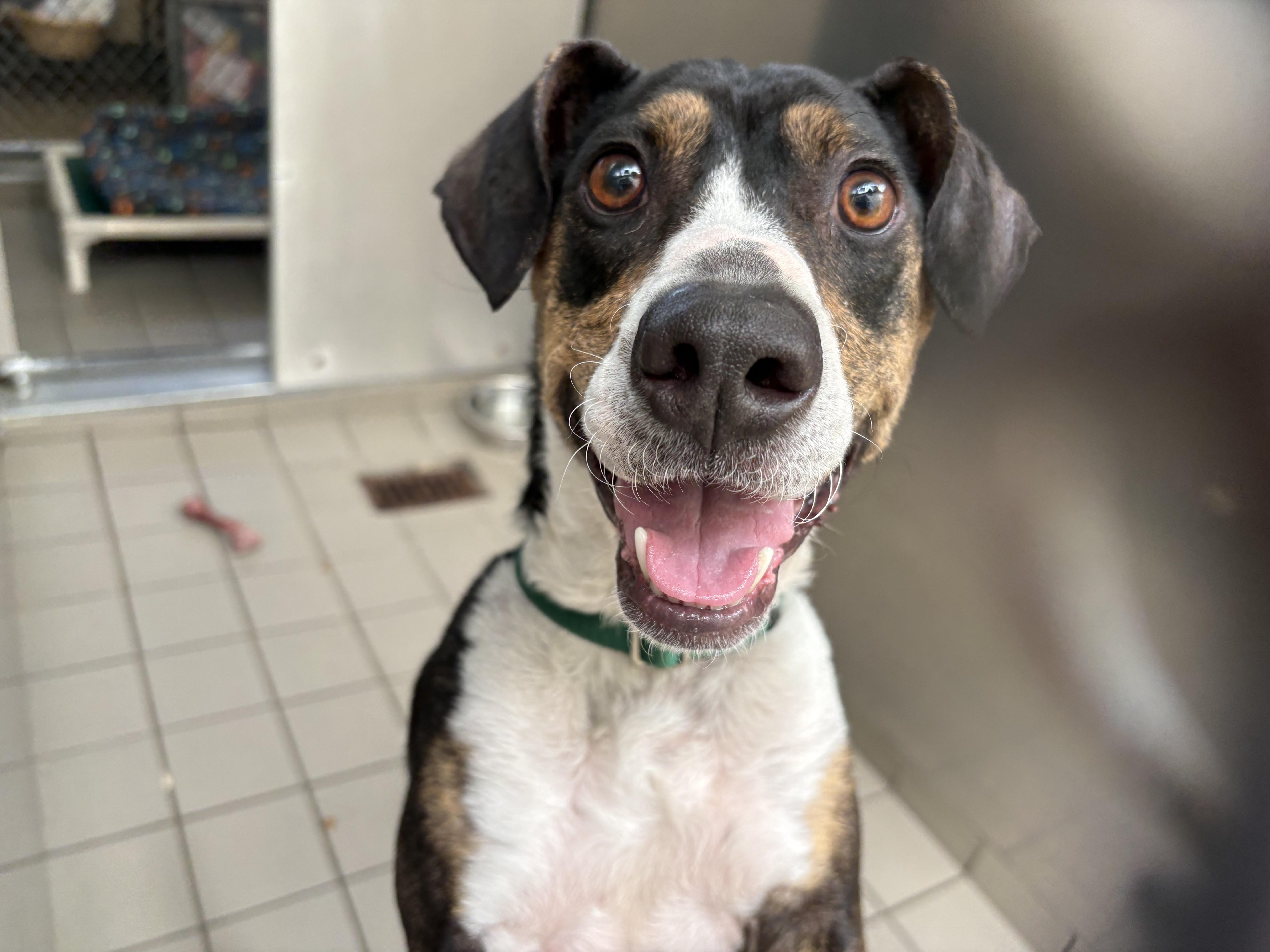 Jet, adoptable, Adult Male Beagle.