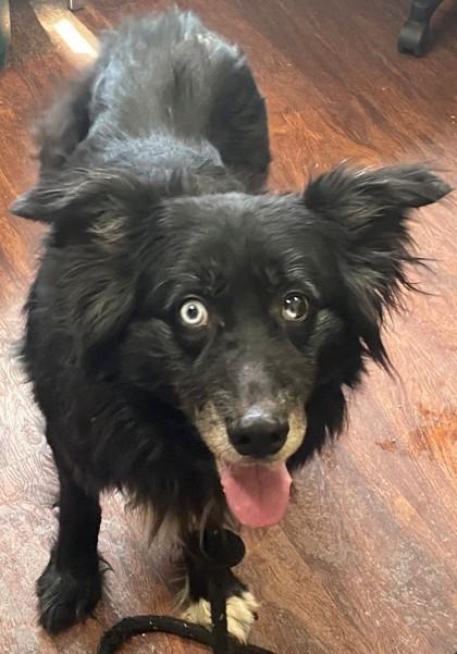 Wilson, Adoptable, Adult Male Border Collie & Mixed Breed.