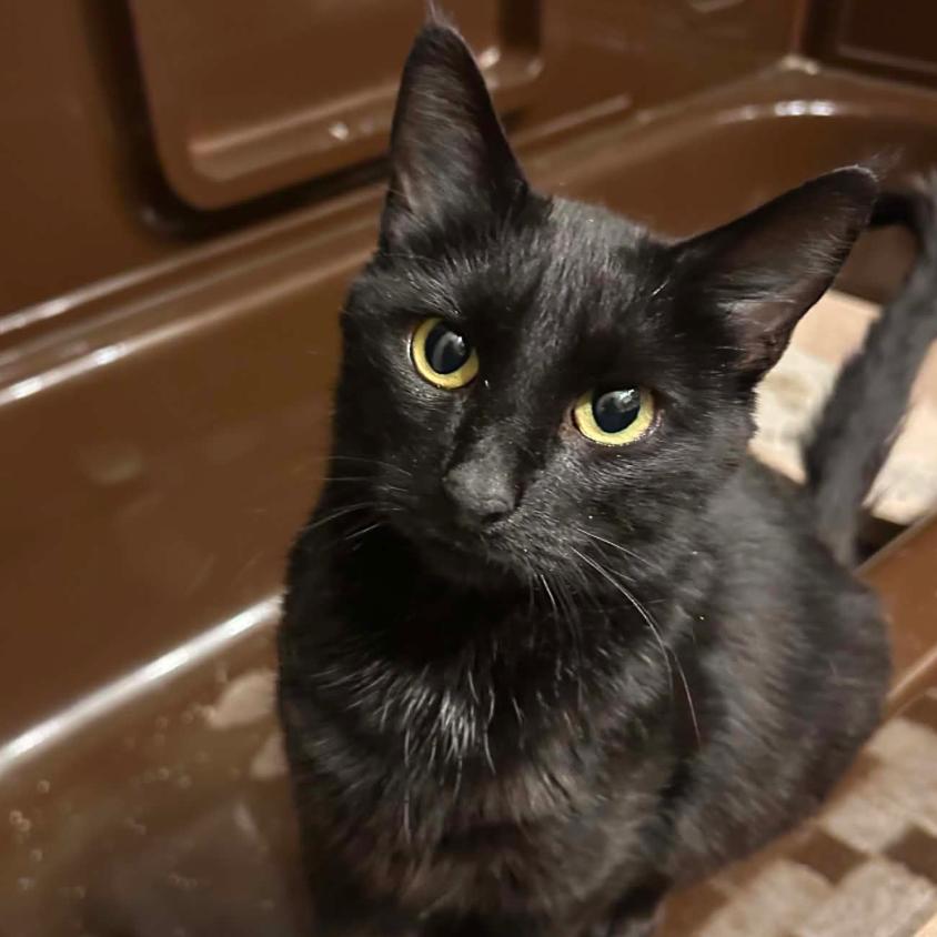 Enlarge Mossie, a Adoptable Domestic Short Hair in Woodbury, NJ image 1/1