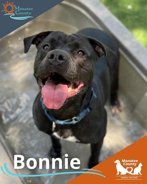 BONNIE, Adoptable, Adult Female Mixed Breed.
