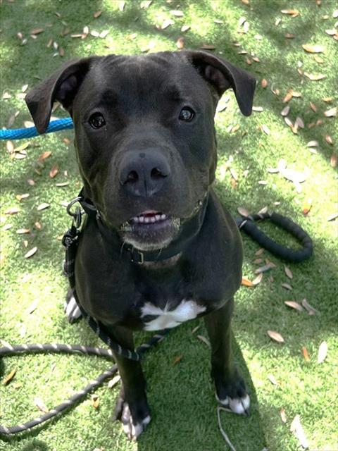 Enlarge BONNIE, a Adoptable Mixed Breed in Palmetto, FL image 1/1