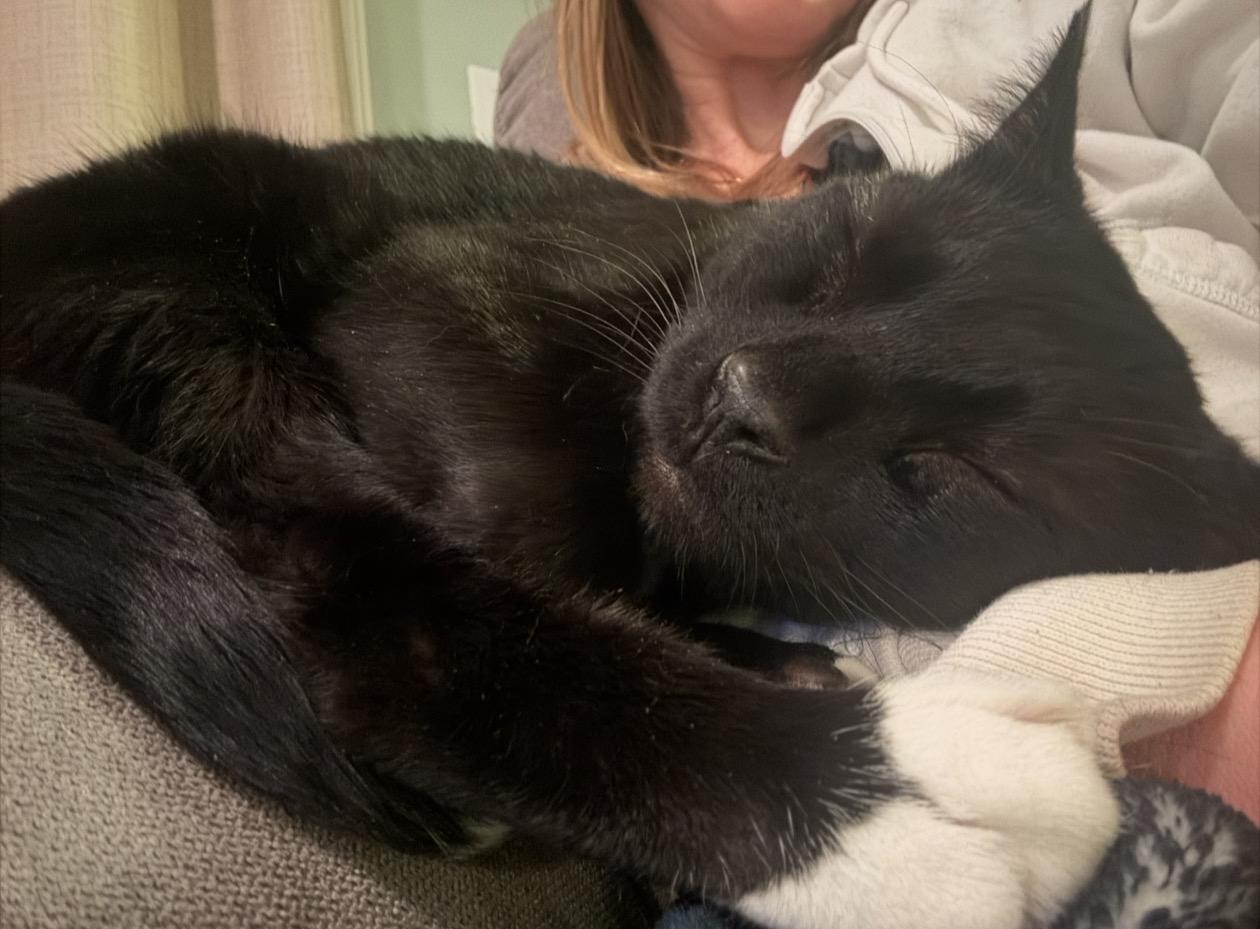 Enlarge Cee Cee, a Adoptable Domestic Short Hair in Troy, MI image 4/6