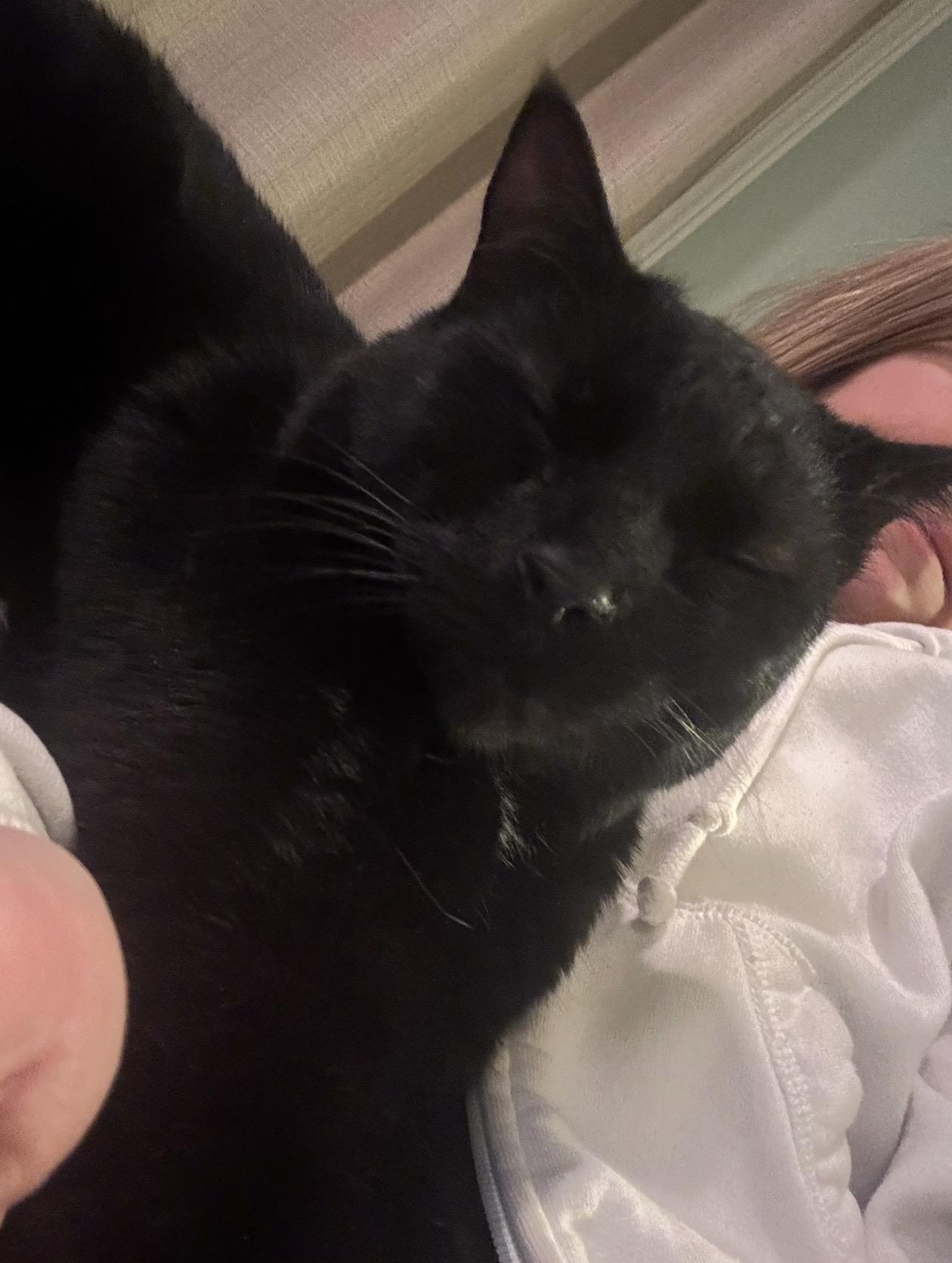 Enlarge Cee Cee, a Adoptable Domestic Short Hair in Troy, MI image 5/6