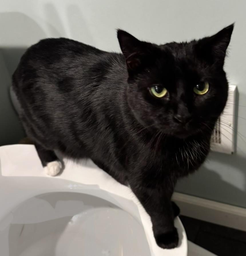Enlarge Cee Cee, a Adoptable Domestic Short Hair in Troy, MI image 1/6
