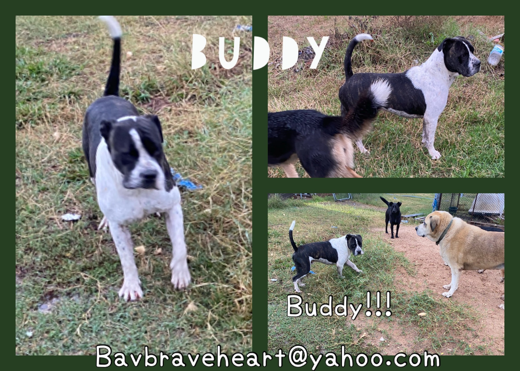 Buddy photo 1