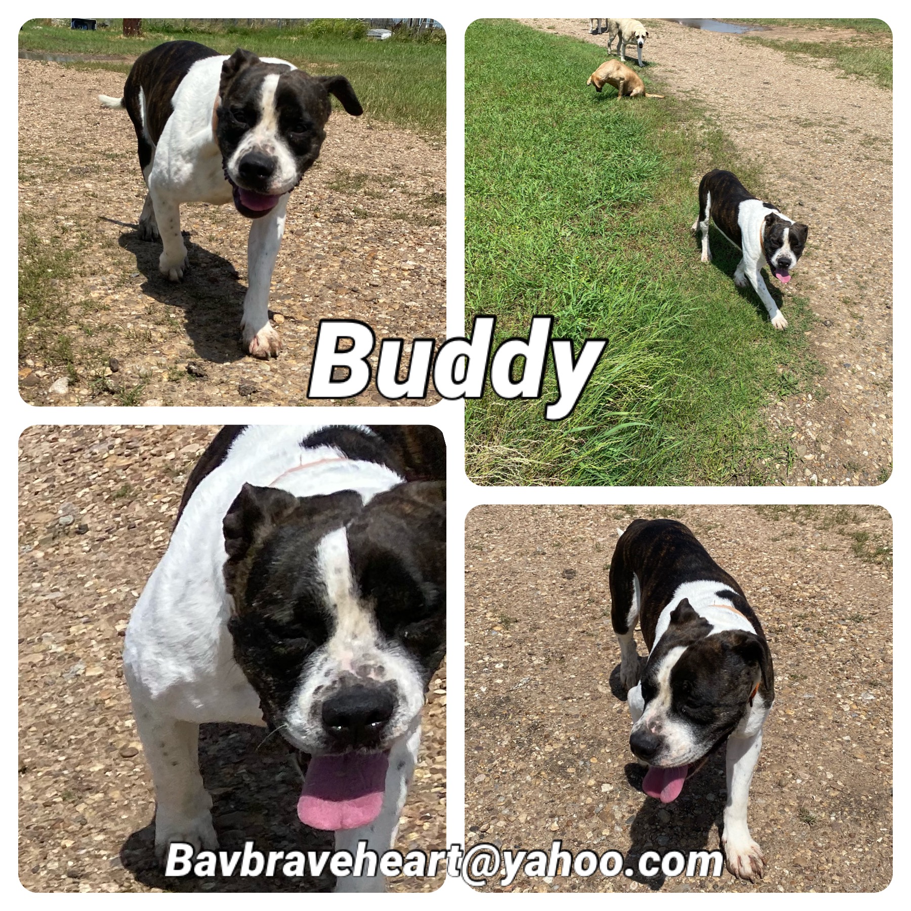 Buddy
