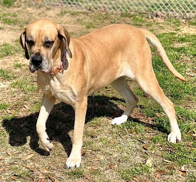 Enlarge HARLEY, a Adoptable mixed breed in Augusta, GA image 1/1