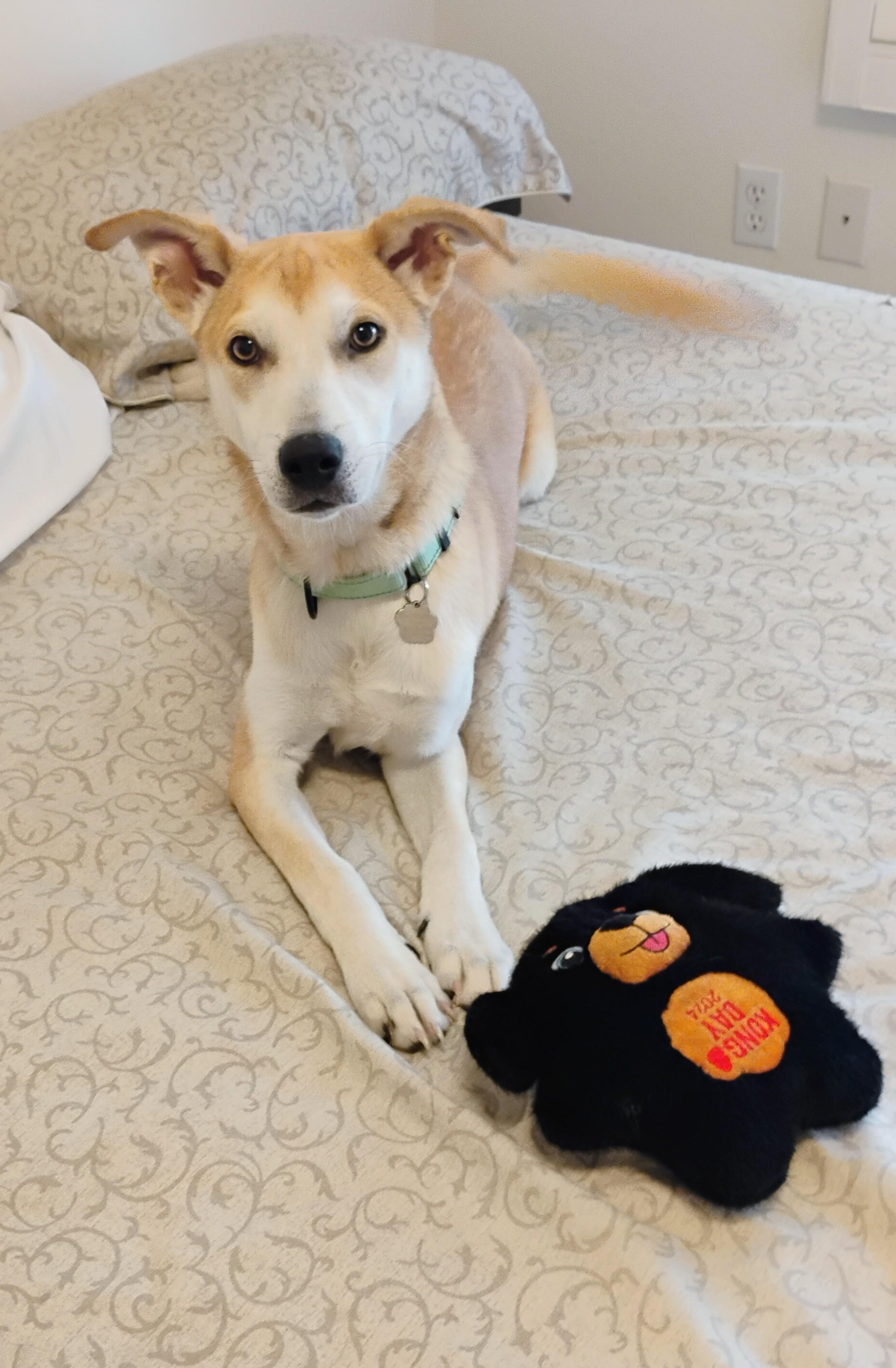 Enlarge Snuggly Joe, a Adoptable mixed breed in Atlanta, GA image 4/6