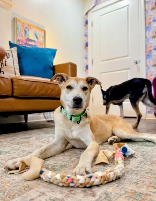 Enlarge Snuggly Joe, a Adoptable mixed breed in Atlanta, GA image 5/6