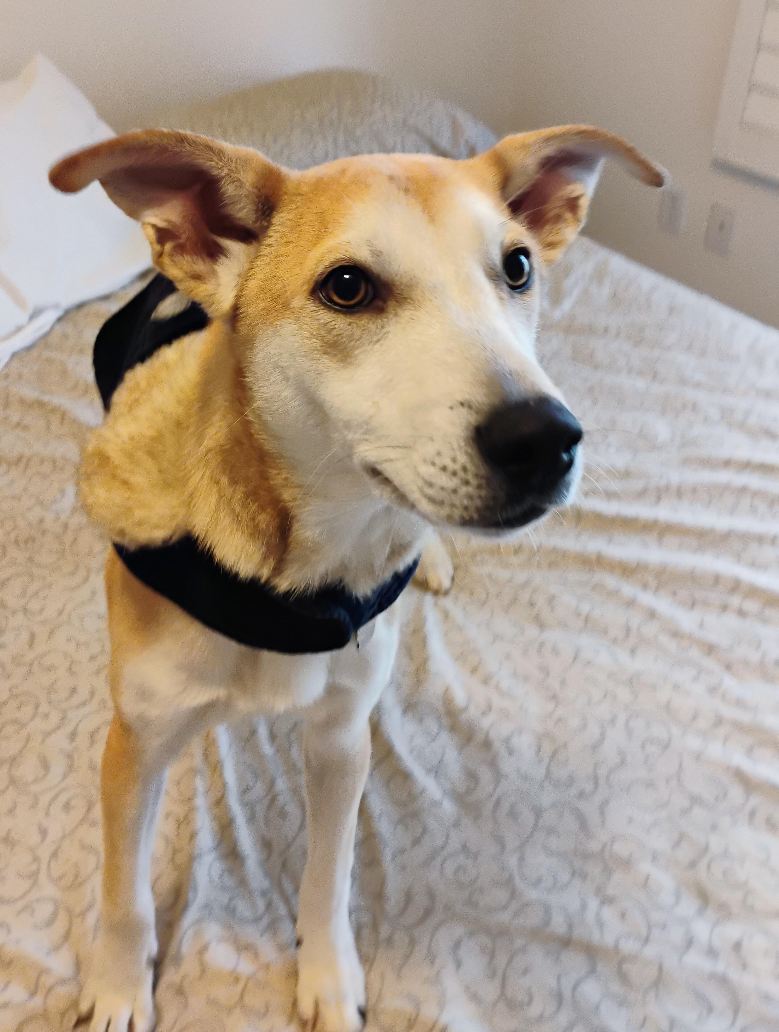 Snuggly Joe, adopted, Puppy Male Chihuahua & Labrador Retriever.