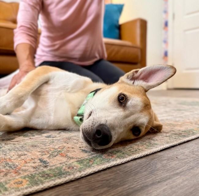 Enlarge Snuggly Joe, a Adoptable mixed breed in Atlanta, GA image 6/6