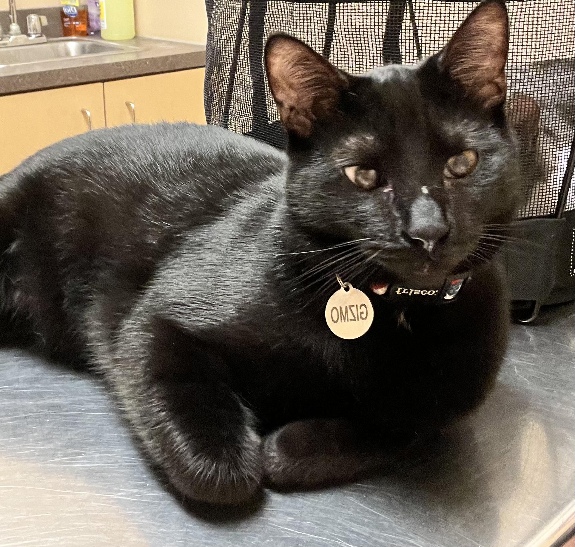 Gizmo, ADOPTABLE, Adult Male Domestic Short Hair.