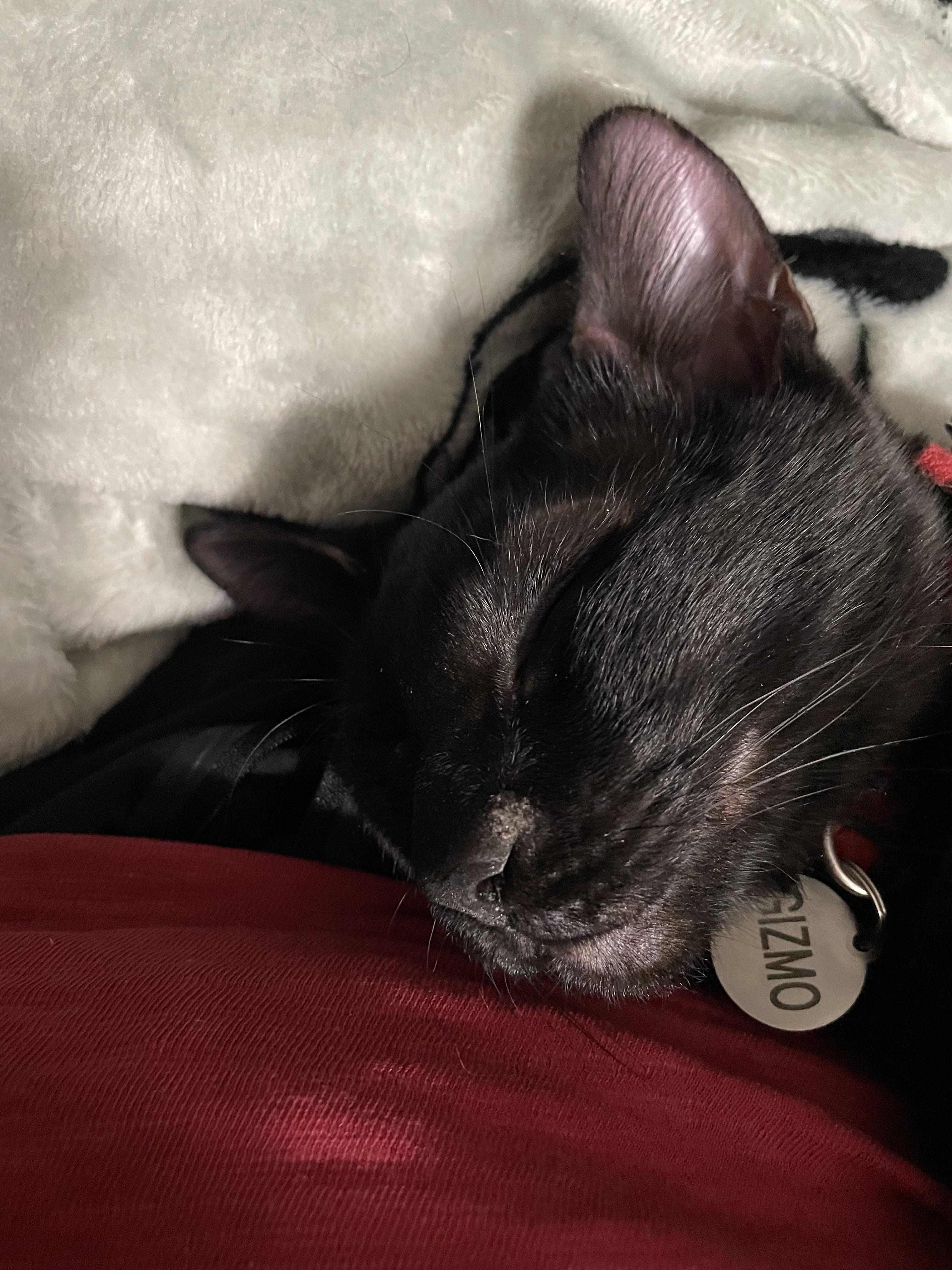 Enlarge Gizmo, a ADOPTABLE Domestic Short Hair in Covington, KY image 4/5