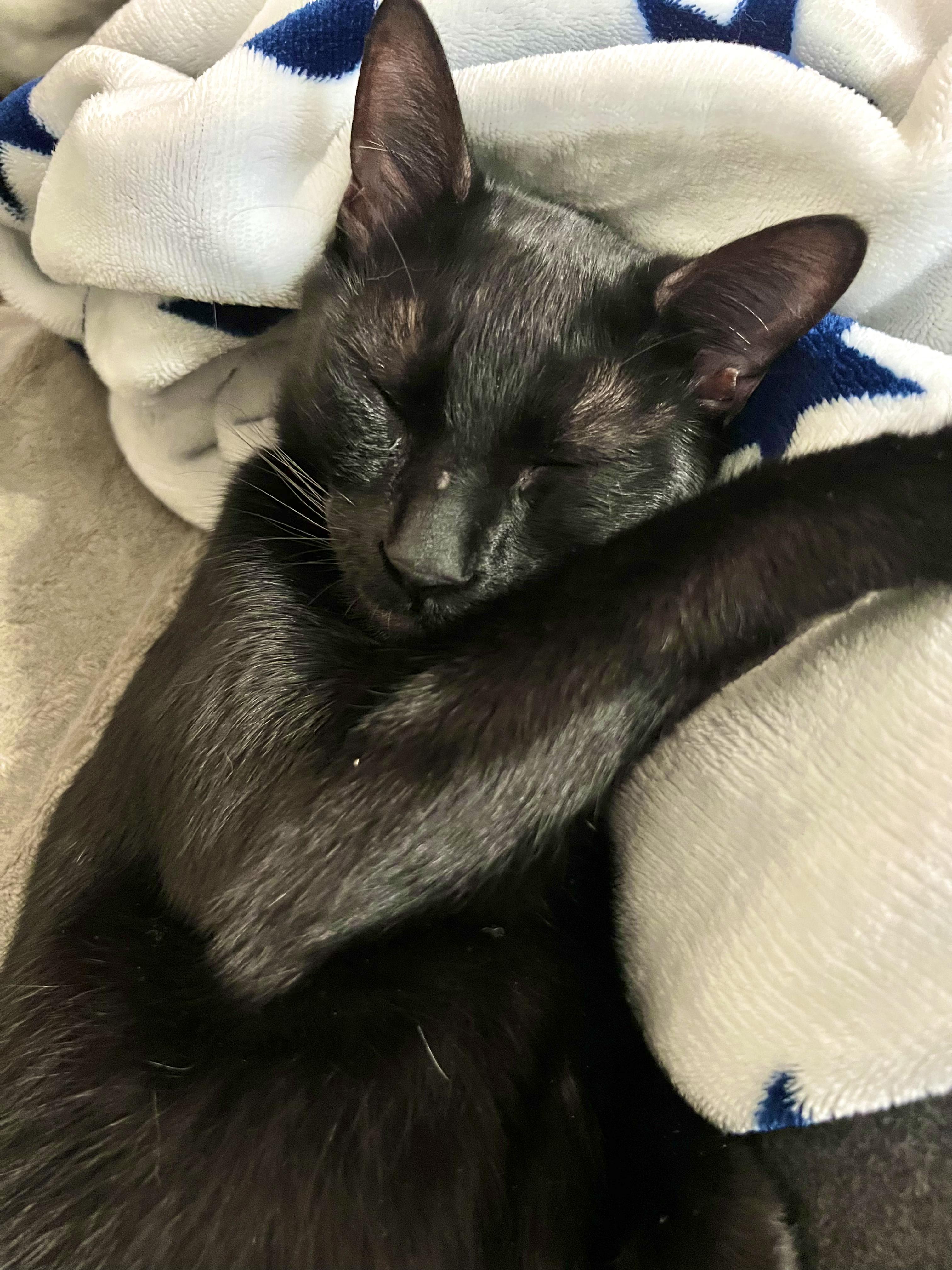 Enlarge Gizmo, a ADOPTABLE Domestic Short Hair in Covington, KY image 5/5