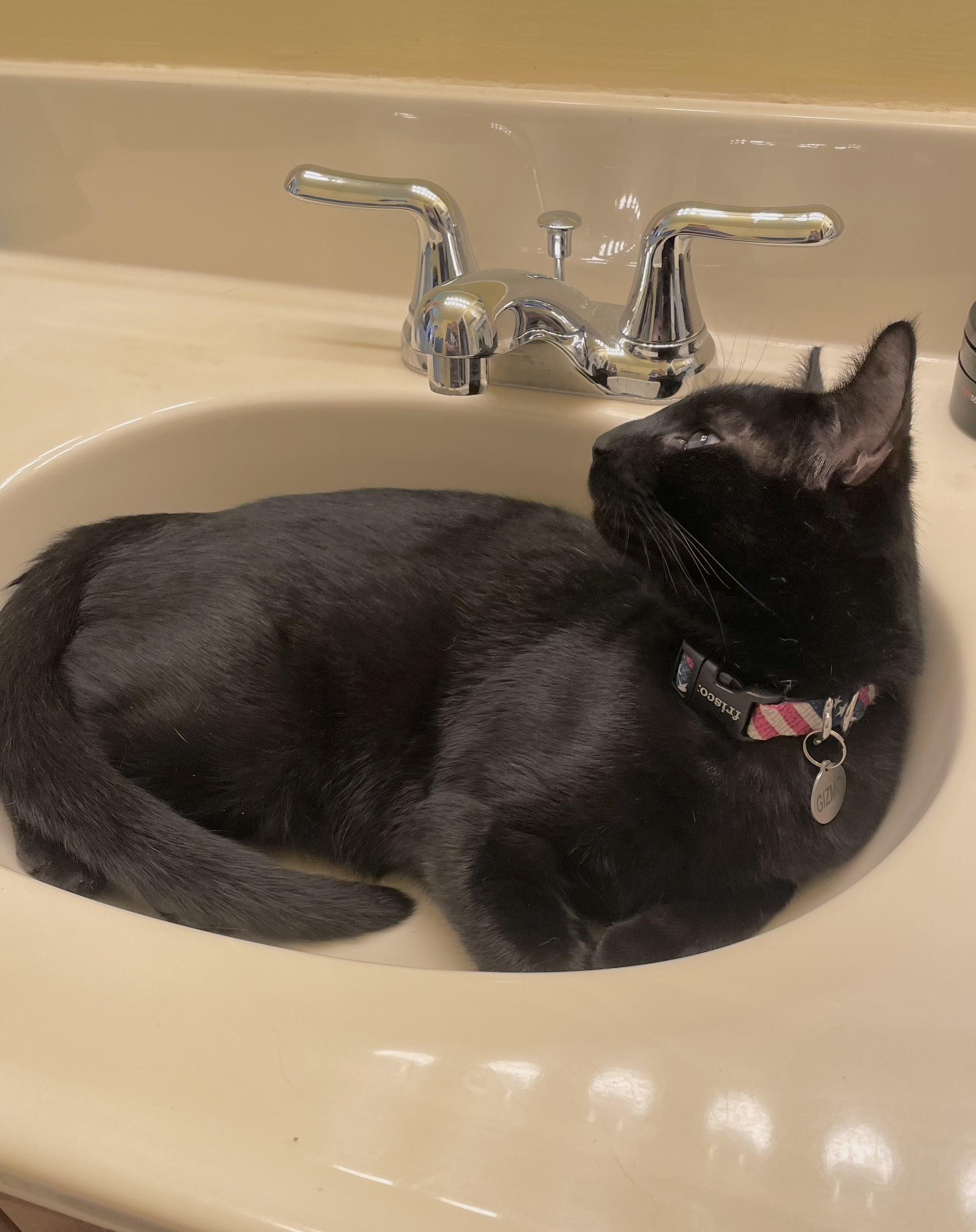 Enlarge Gizmo, a ADOPTABLE Domestic Short Hair in Covington, KY image 3/5