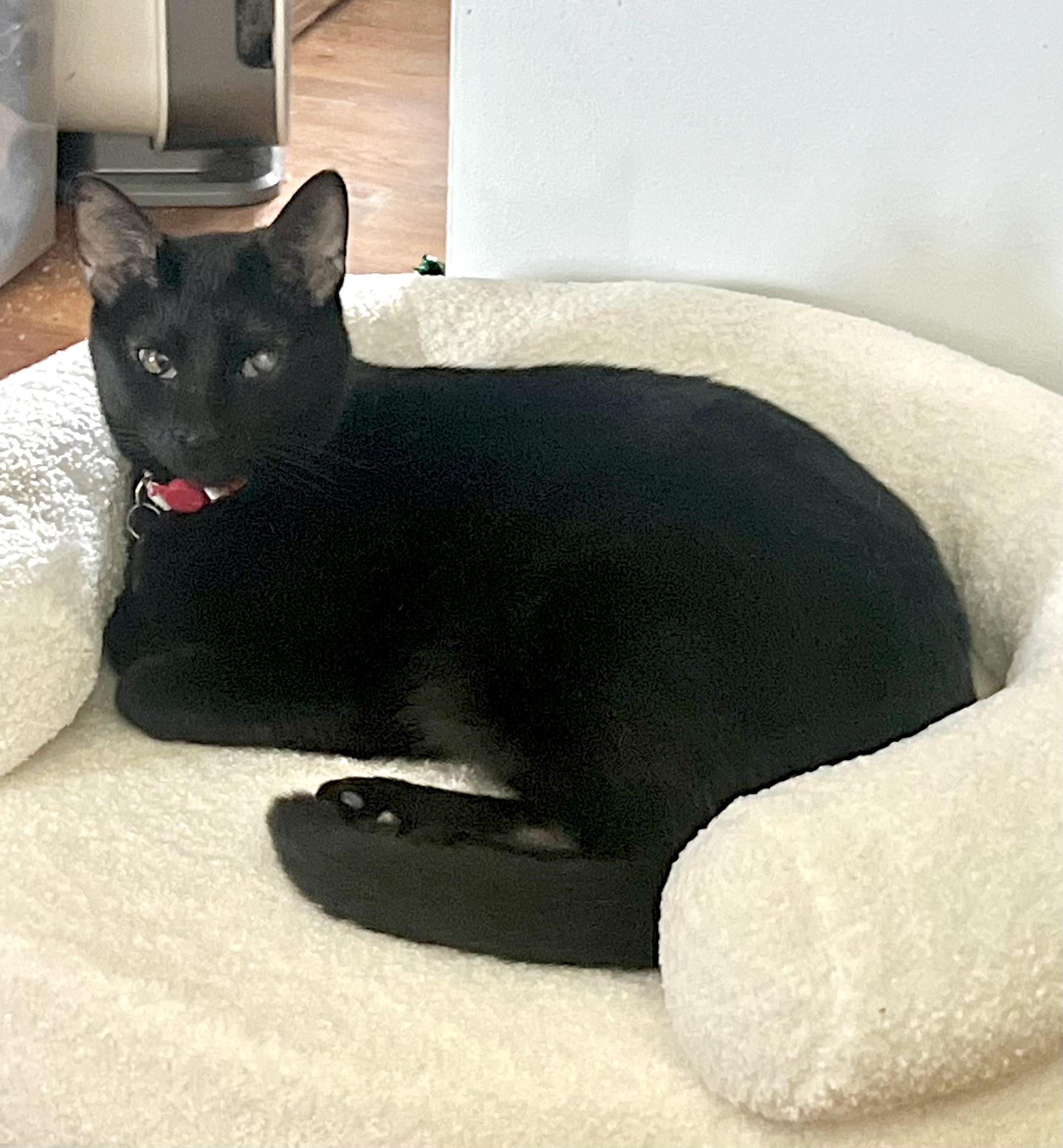 Enlarge Gizmo, a ADOPTABLE Domestic Short Hair in Covington, KY image 2/5