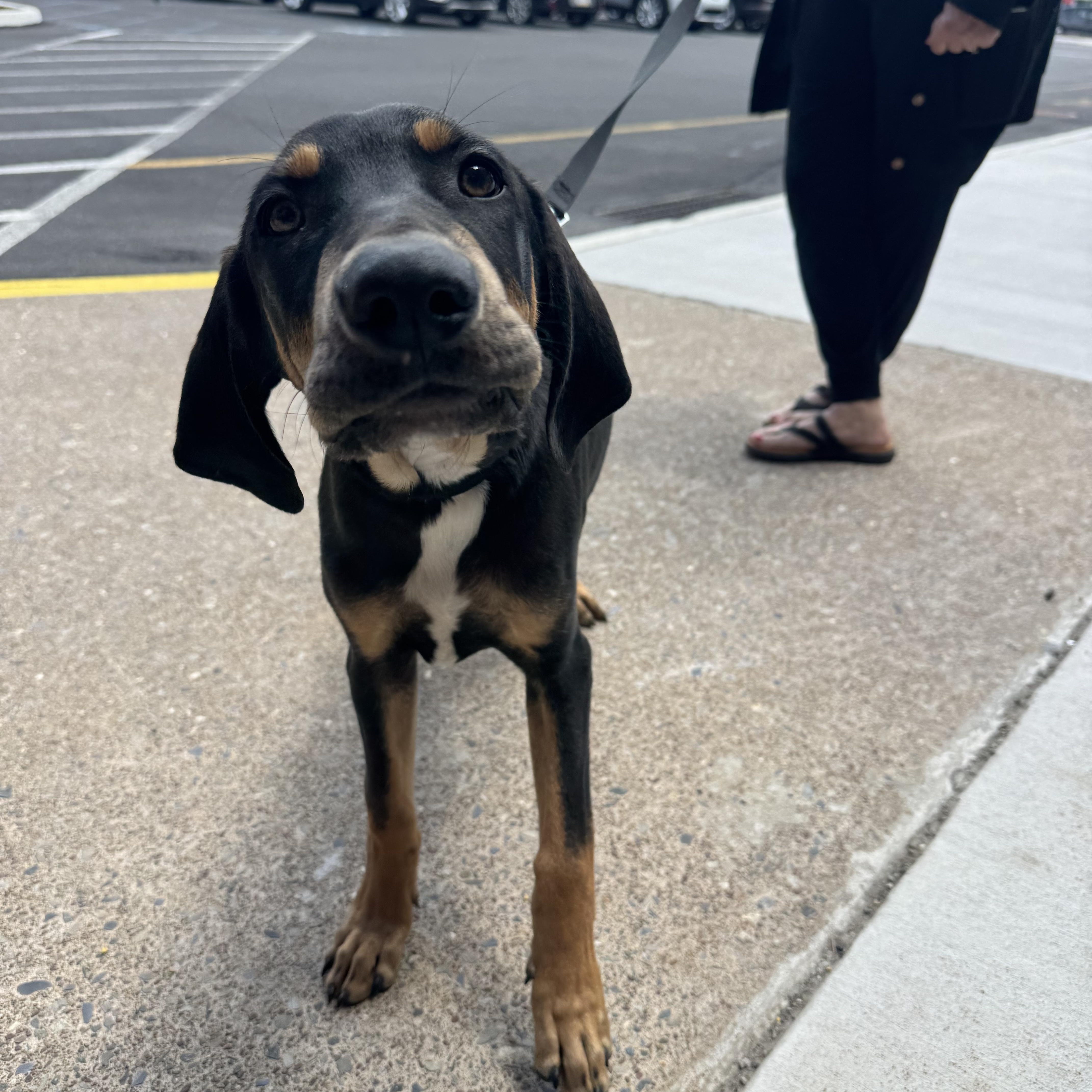 Arliss, a ADOPTABLE mixed breed in Kutztown, PA image 5/6