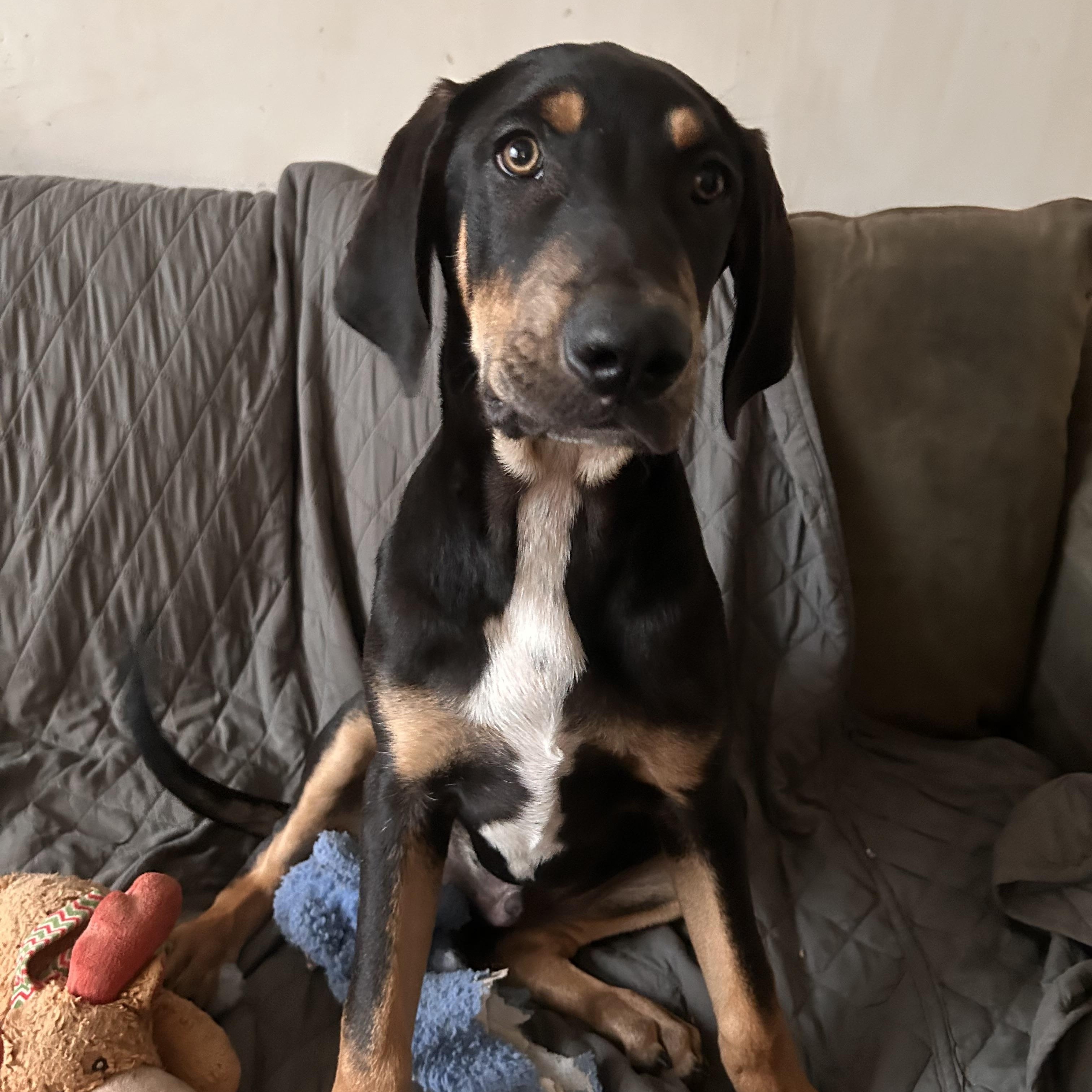 Arliss, a ADOPTABLE mixed breed in Kutztown, PA image 3/6