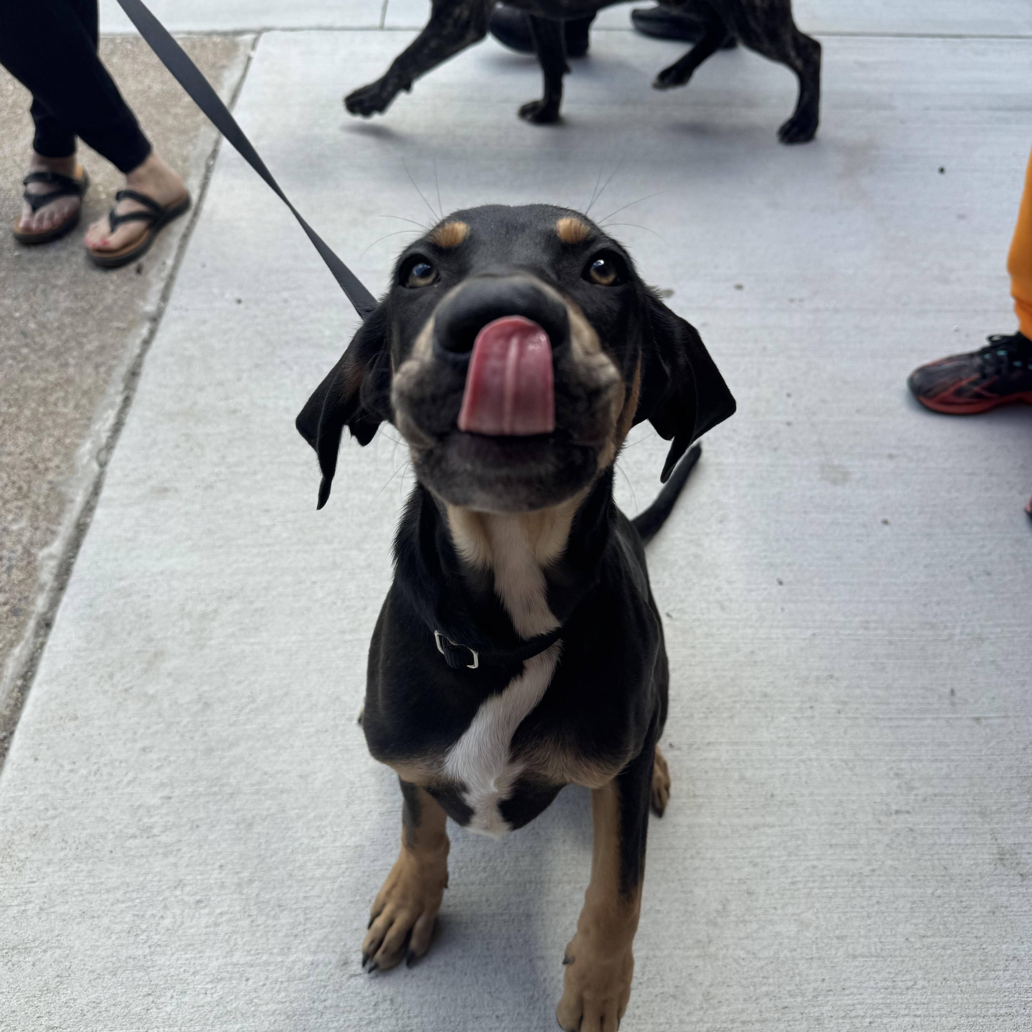 Arliss, a ADOPTABLE mixed breed in Kutztown, PA image 1/6