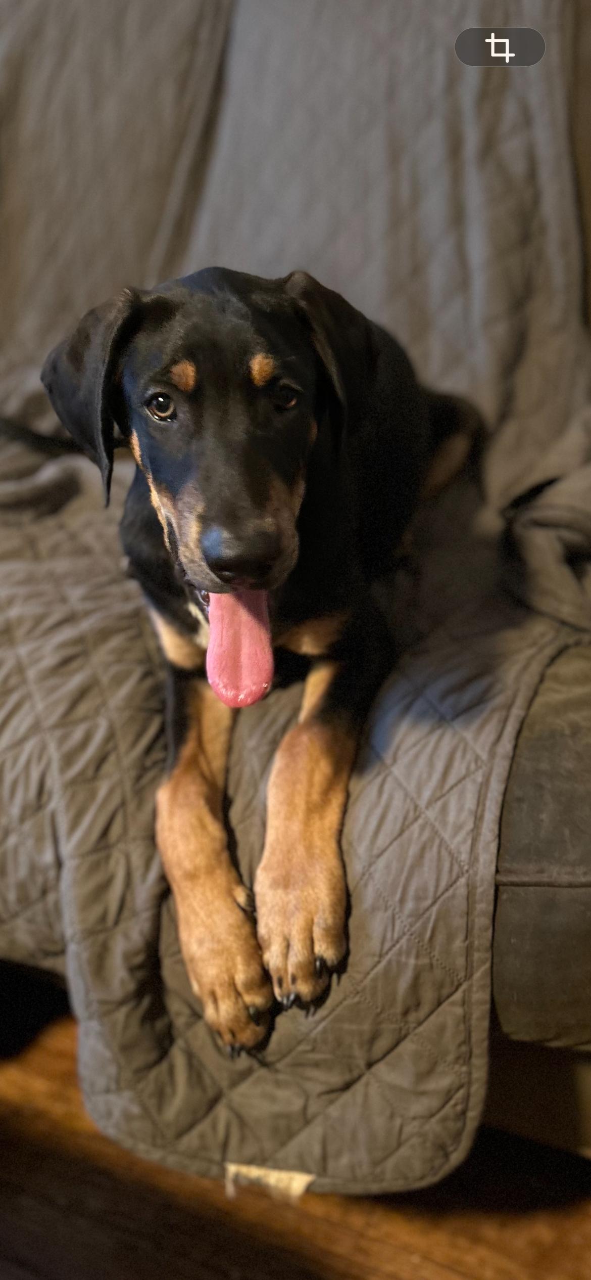 Arliss, a ADOPTABLE mixed breed in Kutztown, PA image 2/6