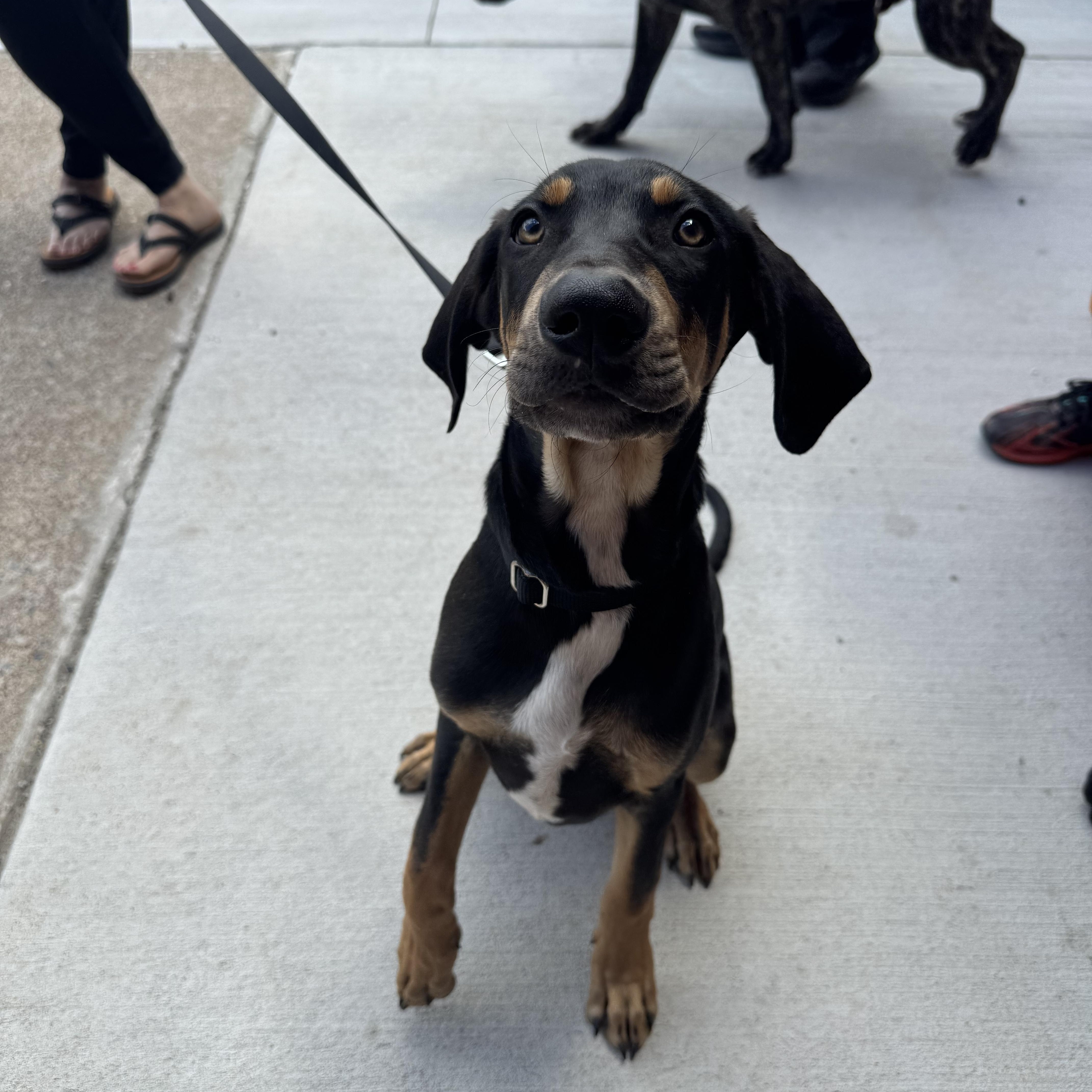 Arliss, a ADOPTABLE mixed breed in Kutztown, PA image 6/6