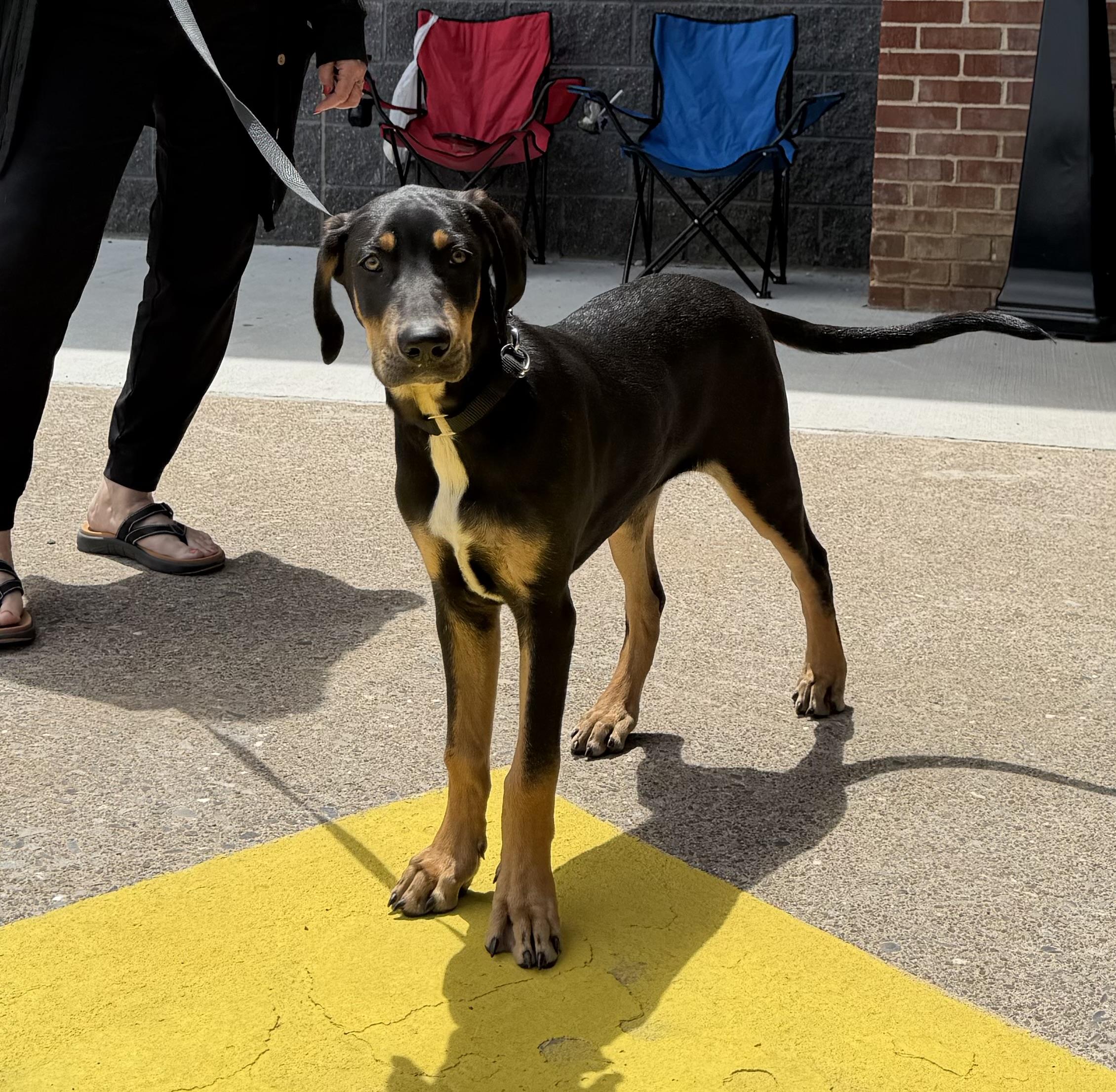 Arliss, a ADOPTABLE mixed breed in Kutztown, PA image 4/6