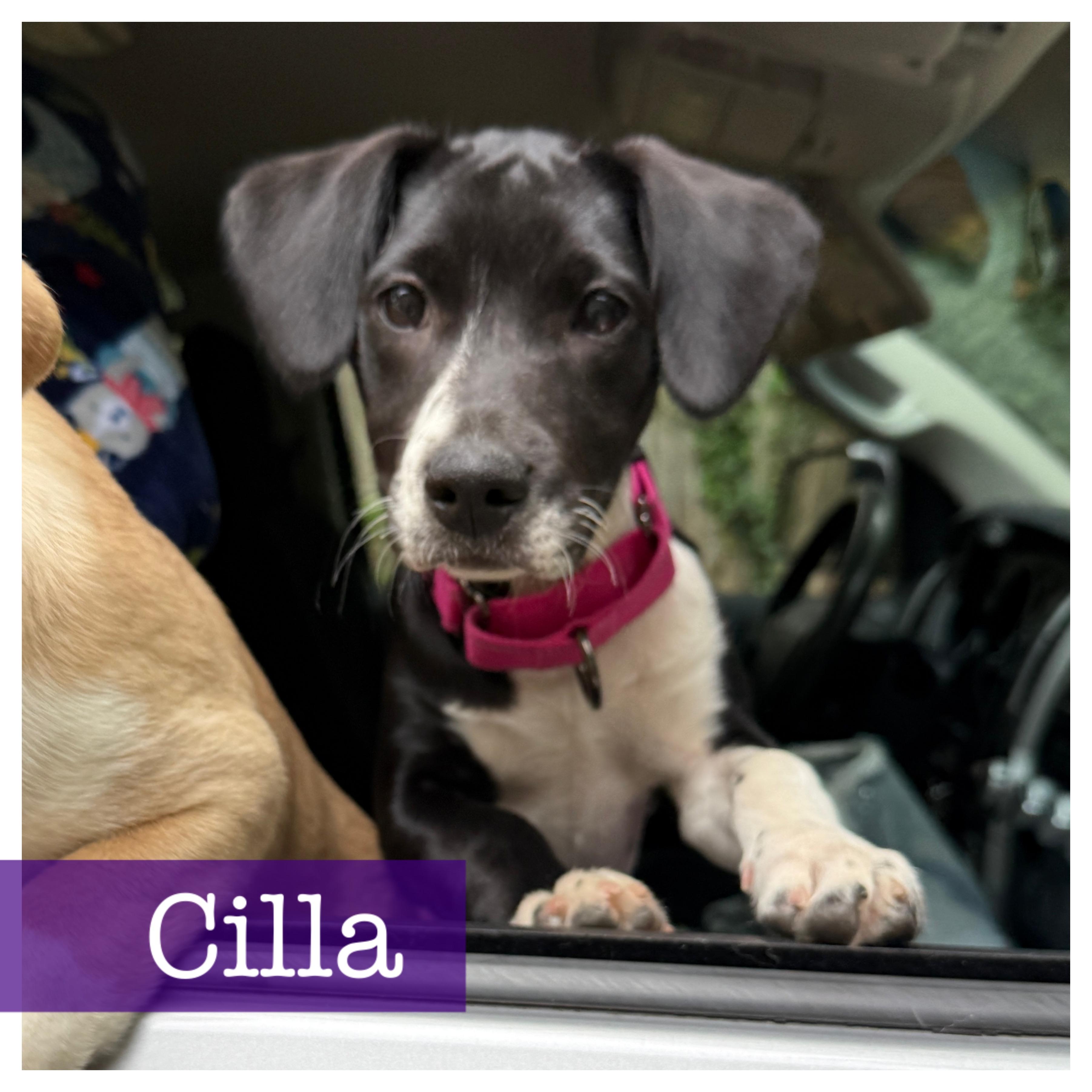 Enlarge Cilla, a Adoptable mixed breed in Cumming, GA image 1/6