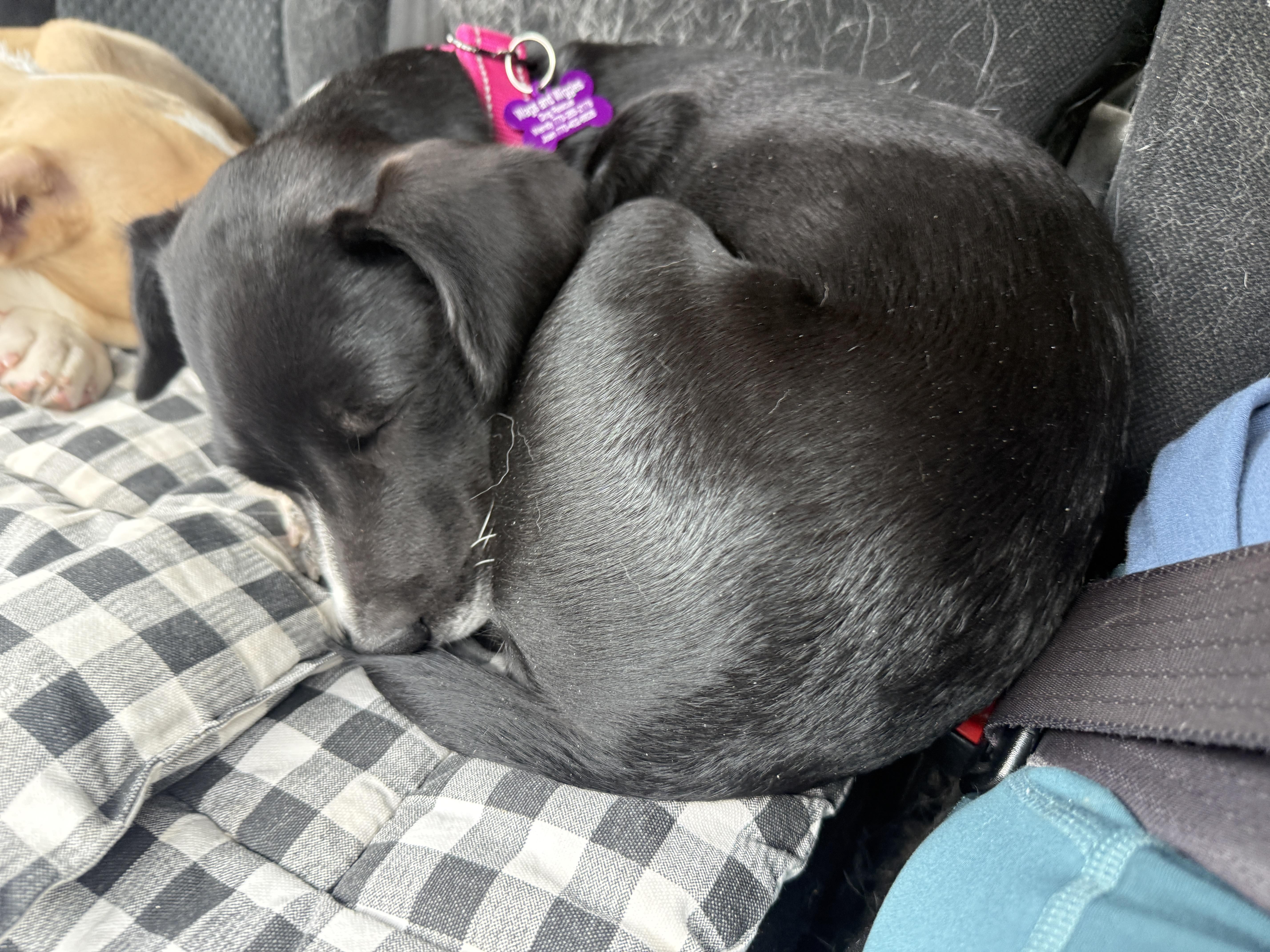 Enlarge Cilla, a Adoptable mixed breed in Cumming, GA image 6/6