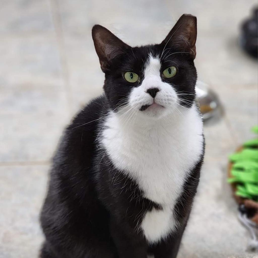 Ludo, Adoptable, Adult Male Domestic Short Hair.