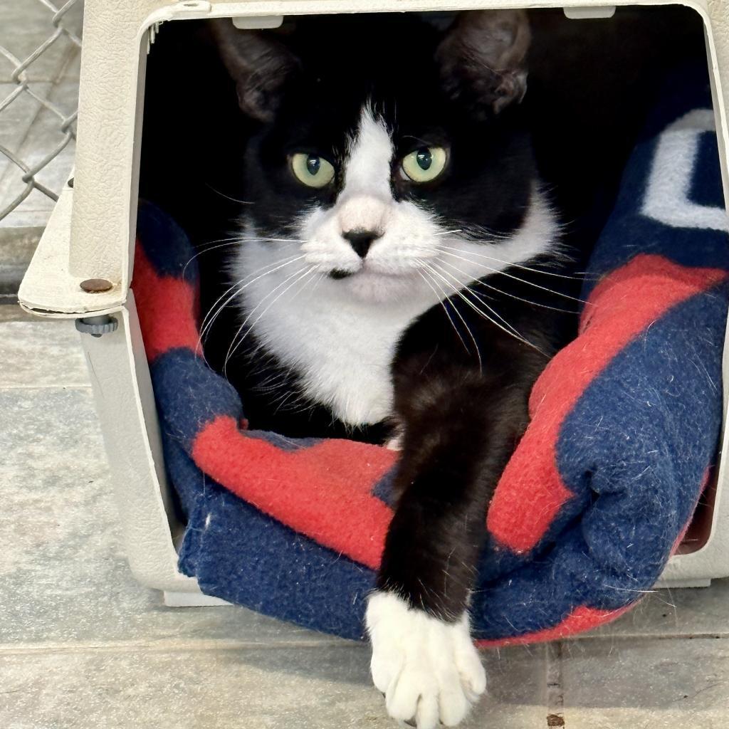 Enlarge Ludo, a Adoptable Domestic Short Hair in East Smithfield , PA image 3/6