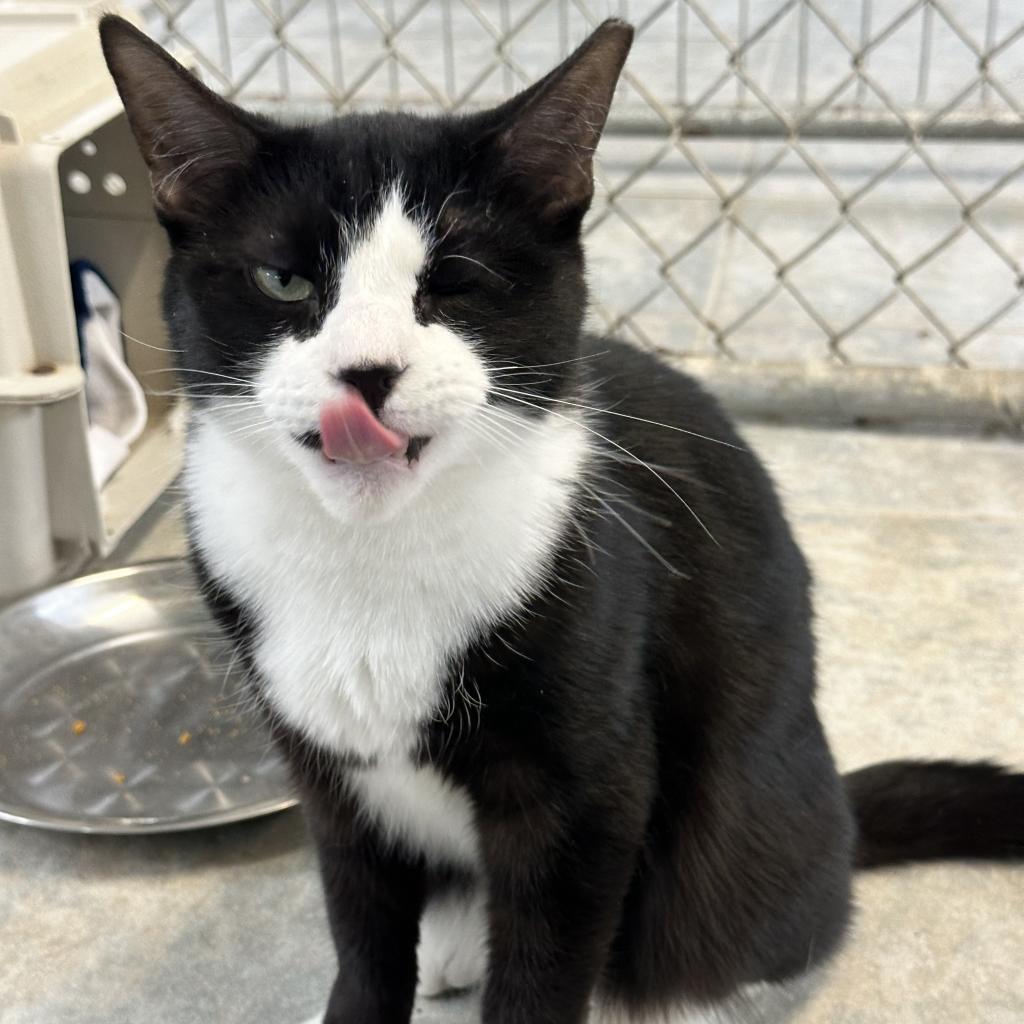 Enlarge Ludo, a Adoptable Domestic Short Hair in East Smithfield , PA image 4/6