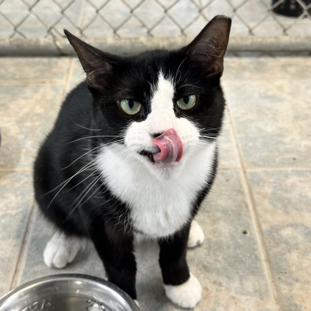 Enlarge Ludo, a Adoptable Domestic Short Hair in East Smithfield , PA image 5/6