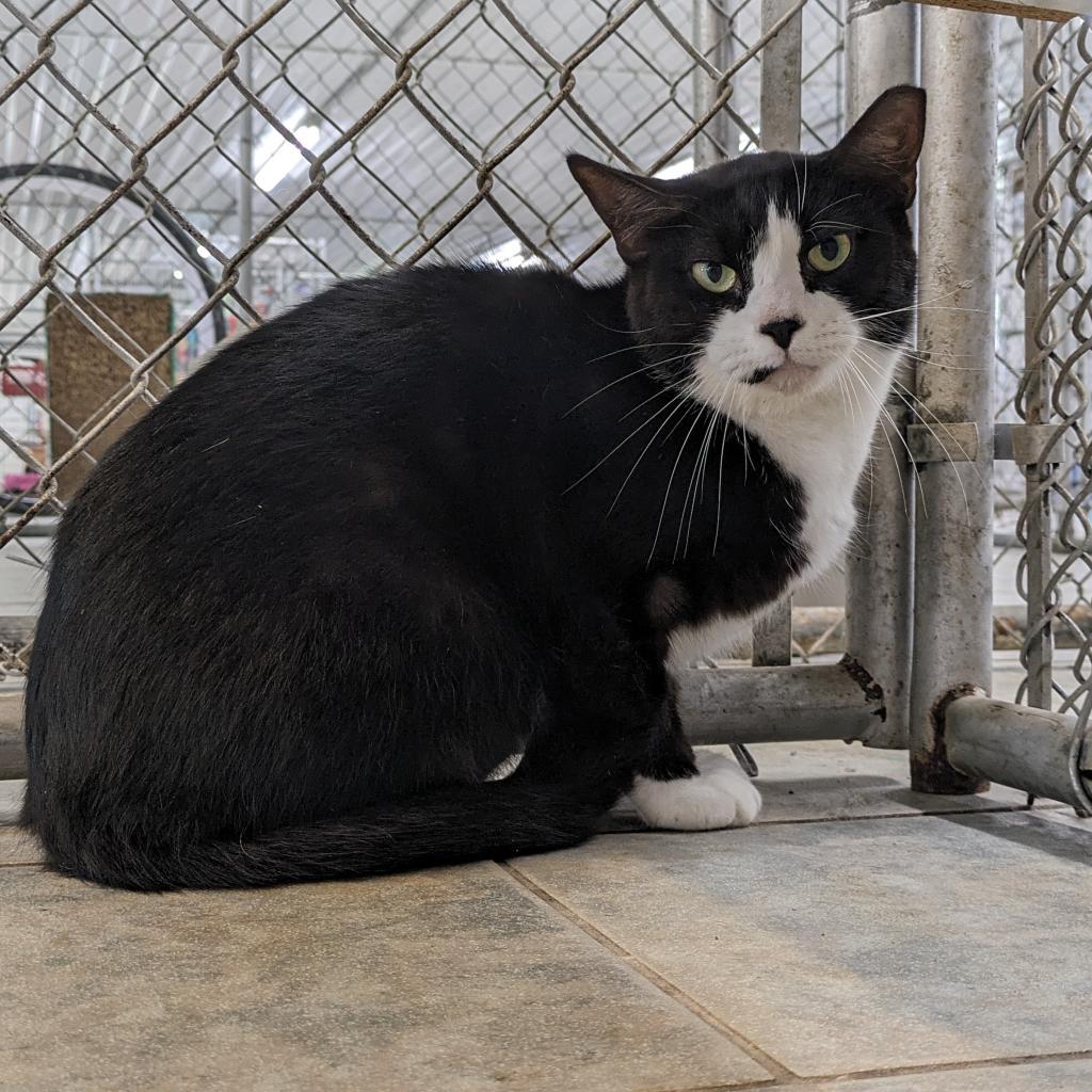 Enlarge Ludo, a Adoptable Domestic Short Hair in East Smithfield , PA image 6/6