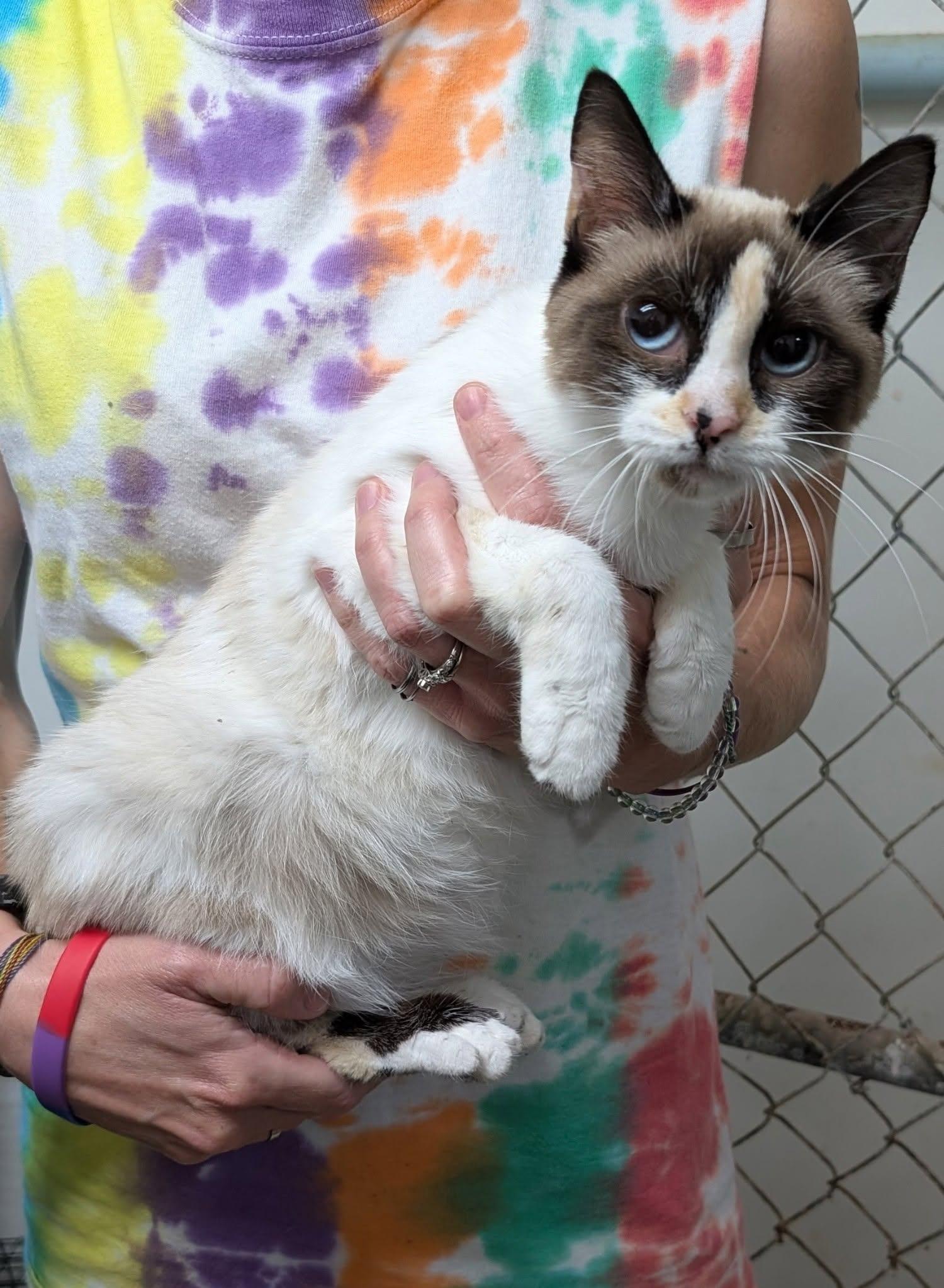 Pebbles, ADOPTABLE, Young Female Siamese & Domestic Short Hair.