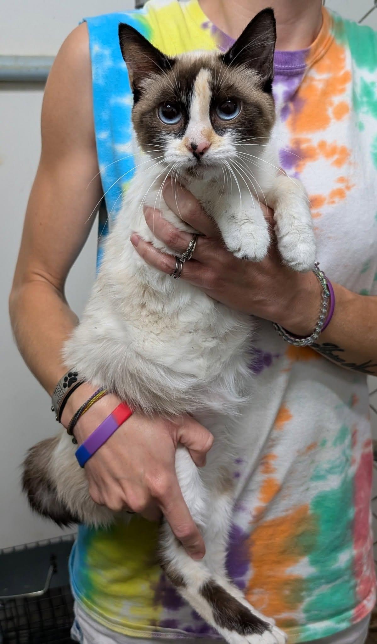 Pebbles, a ADOPTABLE mixed breed in Metropolis, IL image 3/3