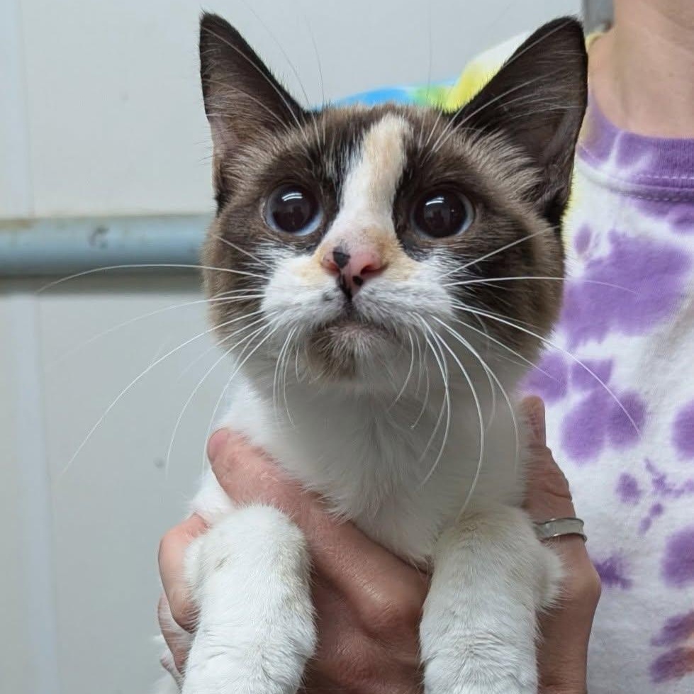 Pebbles, a ADOPTABLE mixed breed in Metropolis, IL image 2/3