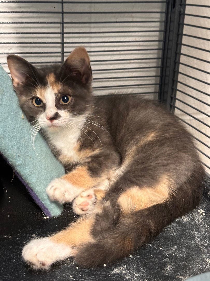 Enlarge Maple, a Adopted Domestic Short Hair in North Grosvenordale, CT image 1/2