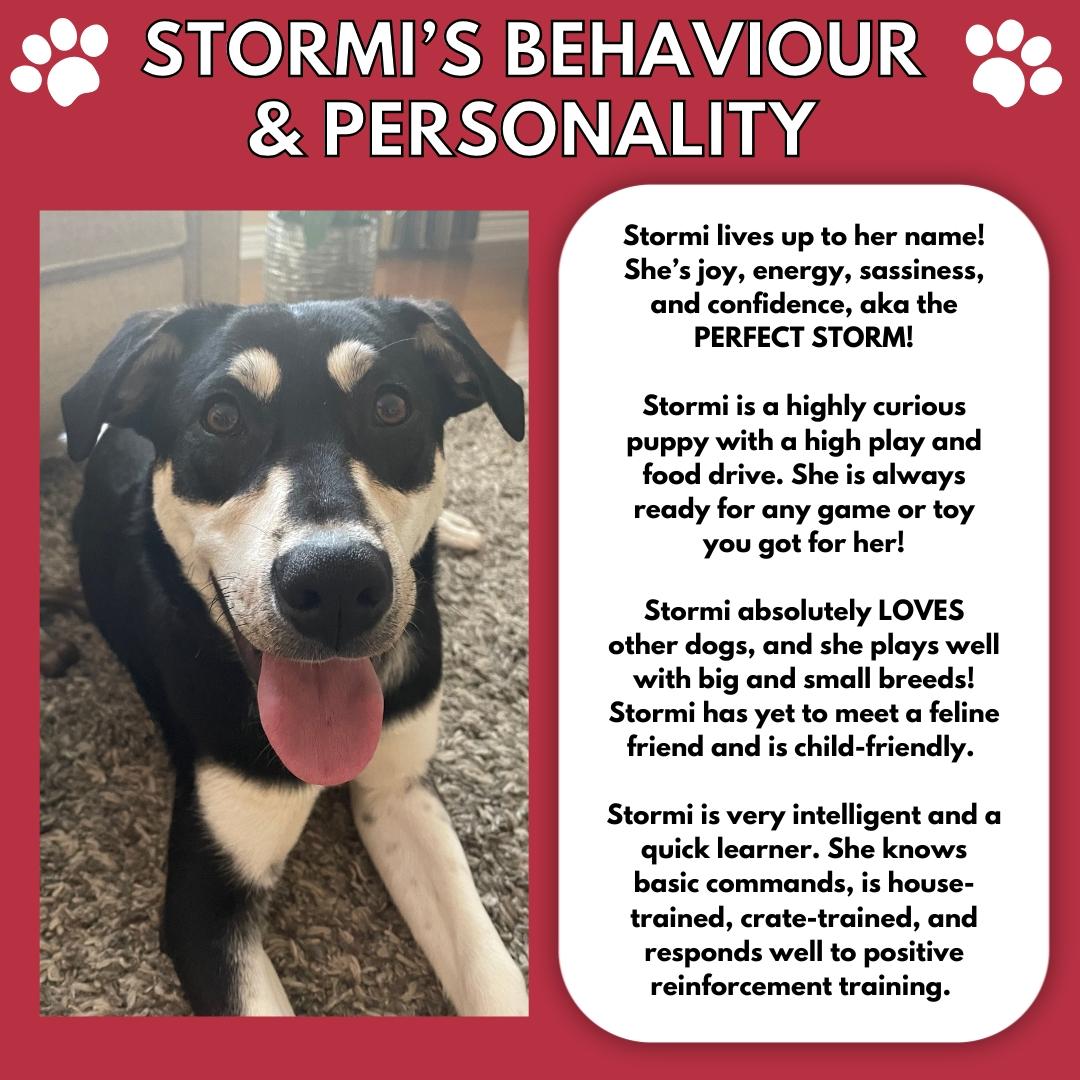 Stormi, an adoptable Labrador Retriever, Husky in Aurora, ON, L4G 1M9 | Photo Image 3