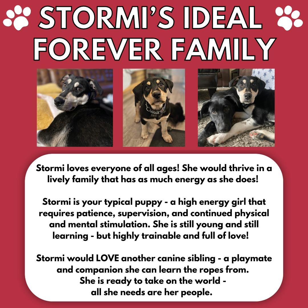 Stormi, an adoptable Labrador Retriever, Husky in Aurora, ON, L4G 1M9 | Photo Image 4