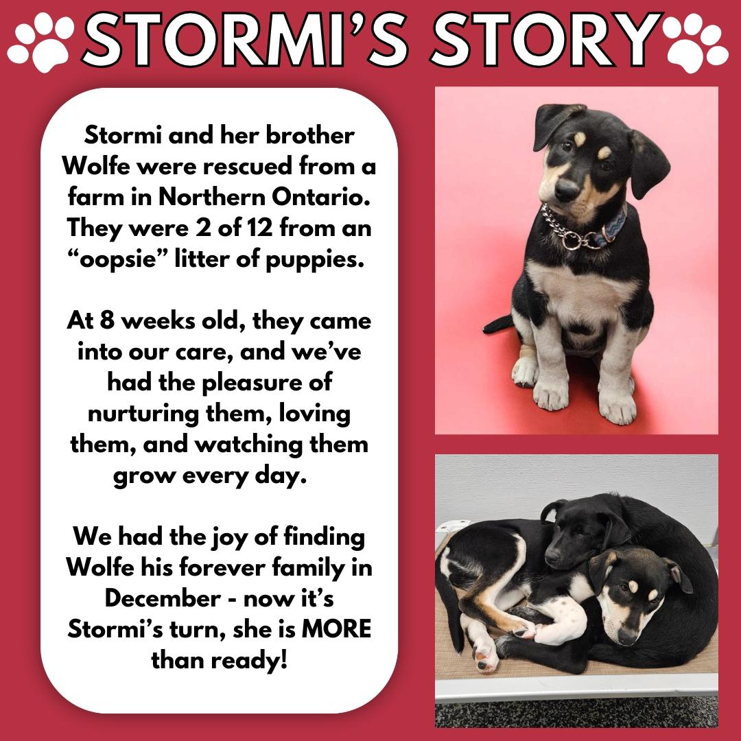 Stormi, an adoptable Labrador Retriever, Husky in Aurora, ON, L4G 1M9 | Photo Image 2