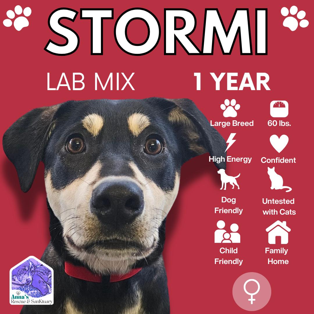 Stormi, an adoptable Labrador Retriever, Border Collie in Aurora, ON, L4G 1M9 | Photo Image 1