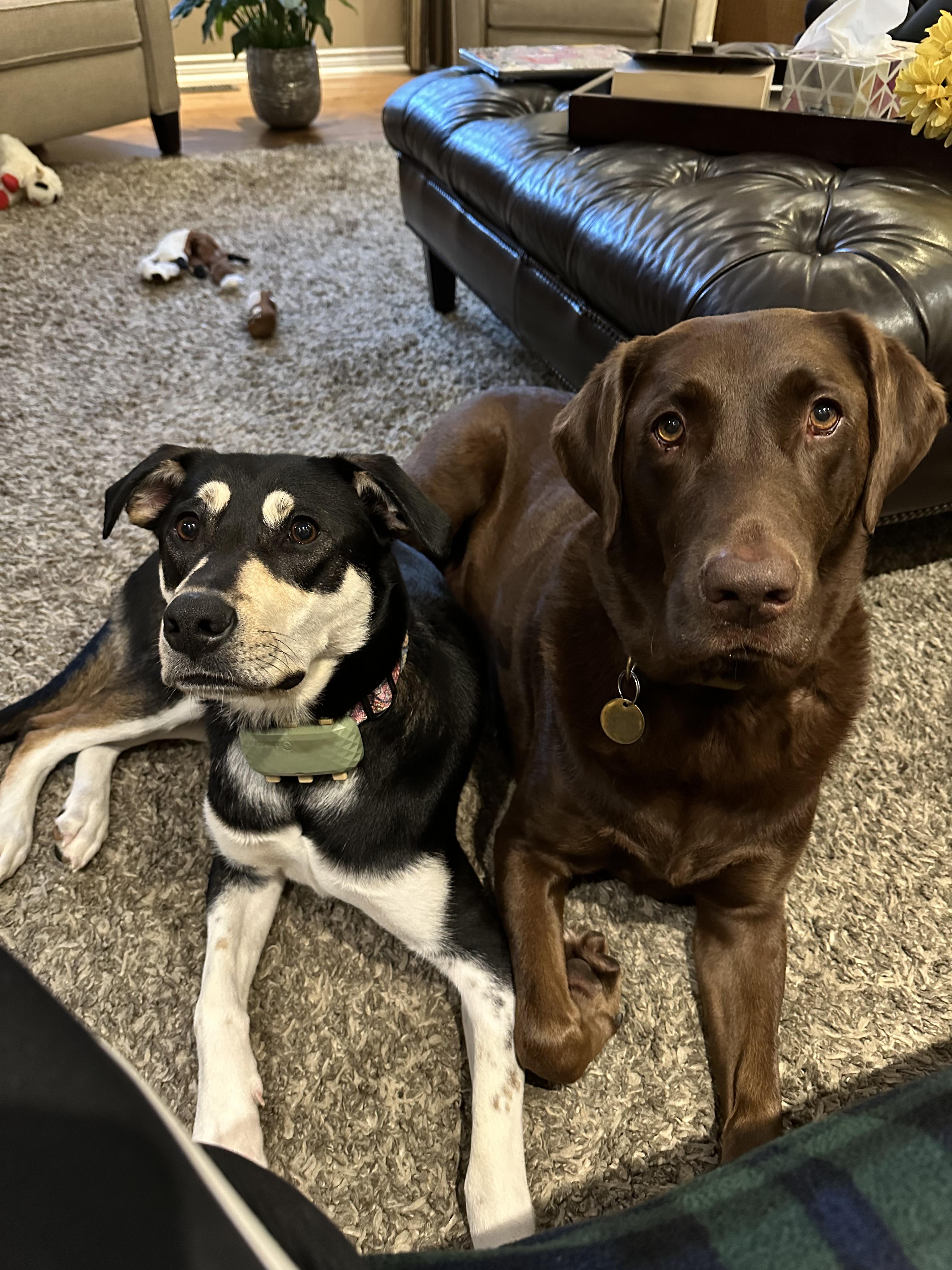 Enlarge Stormi, a Adoptable mixed breed in Aurora, ON image 3/6