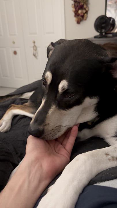 Enlarge Stormi, a Adoptable mixed breed in Aurora, ON video 5/6