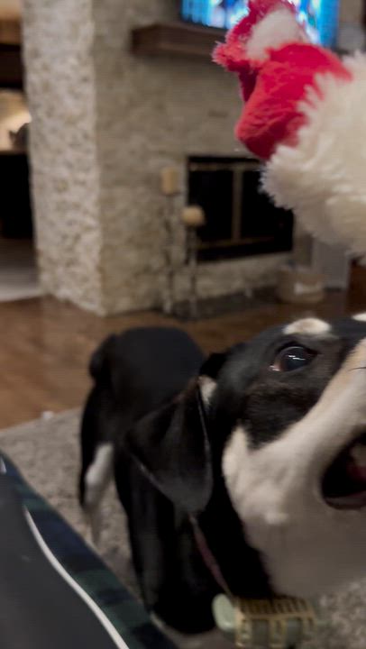 Enlarge Stormi, a Adoptable mixed breed in Aurora, ON video 4/6