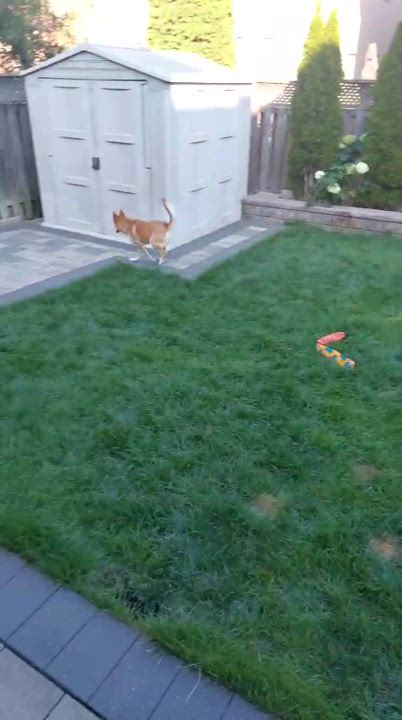 Enlarge Stormi, a Adoptable mixed breed in Aurora, ON video 6/6