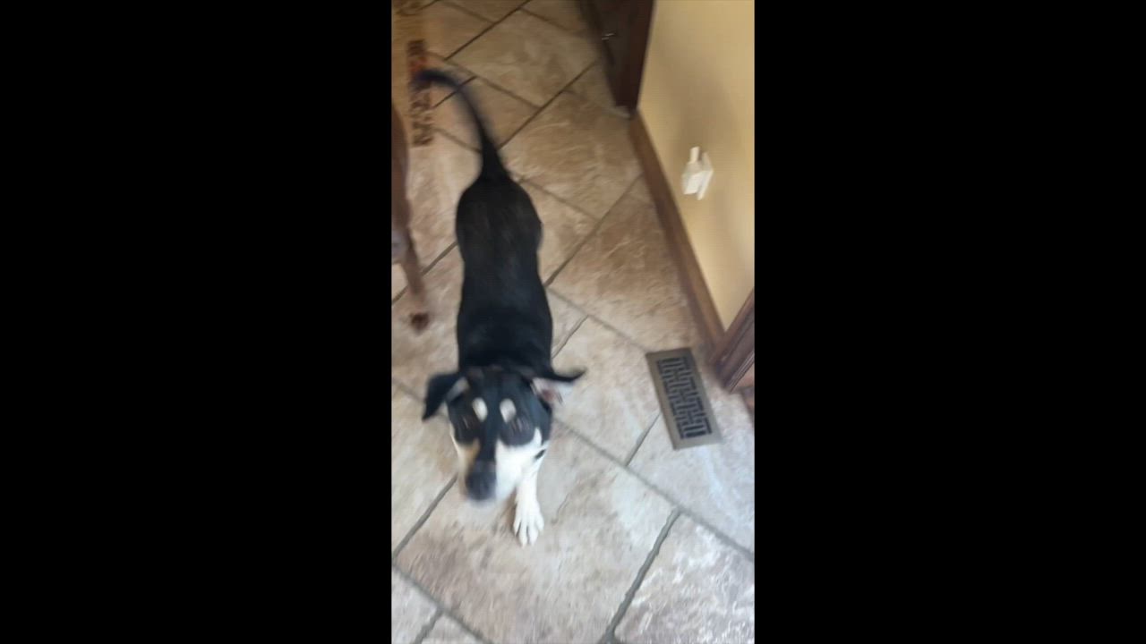 Enlarge Stormi, a Adoptable mixed breed in Aurora, ON video 2/6