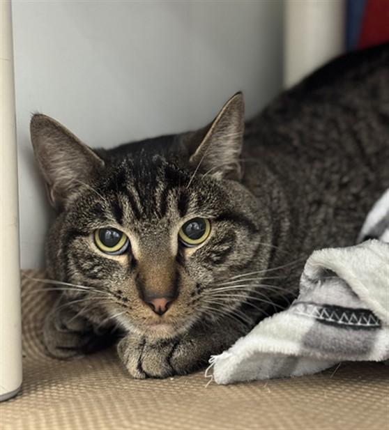 TABBY, Adoptable, Young Male Domestic Short Hair.